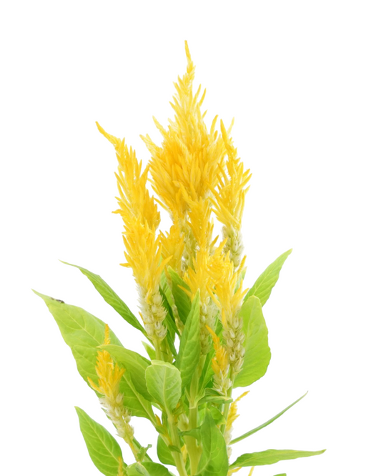 Celosia 'Fresh Look Yellow'