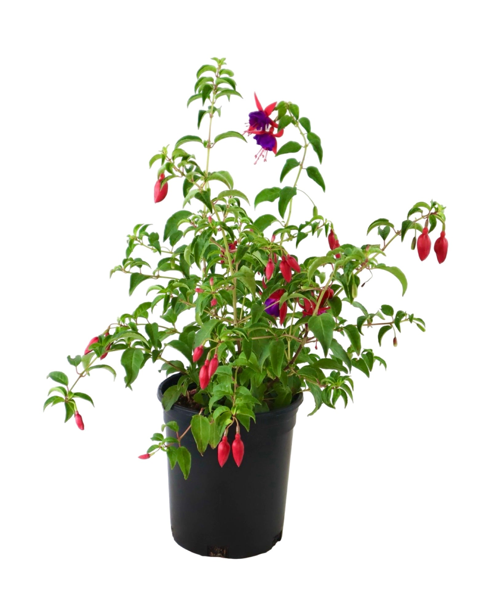 Fuchsia 'Army Nurse' - Perennials