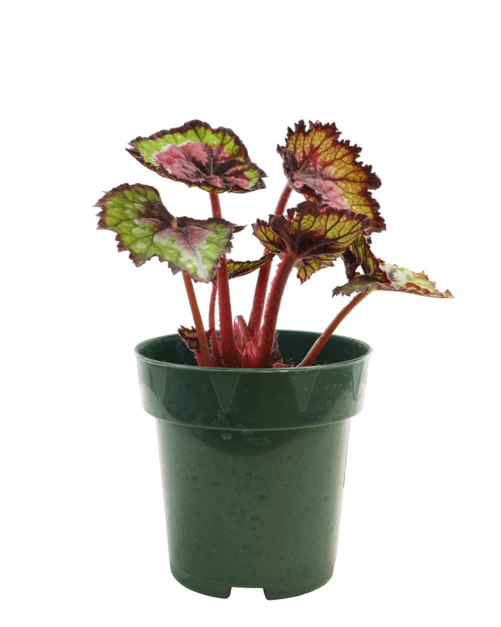 Rex Begonia 'Watermelon' - The Garden Corner