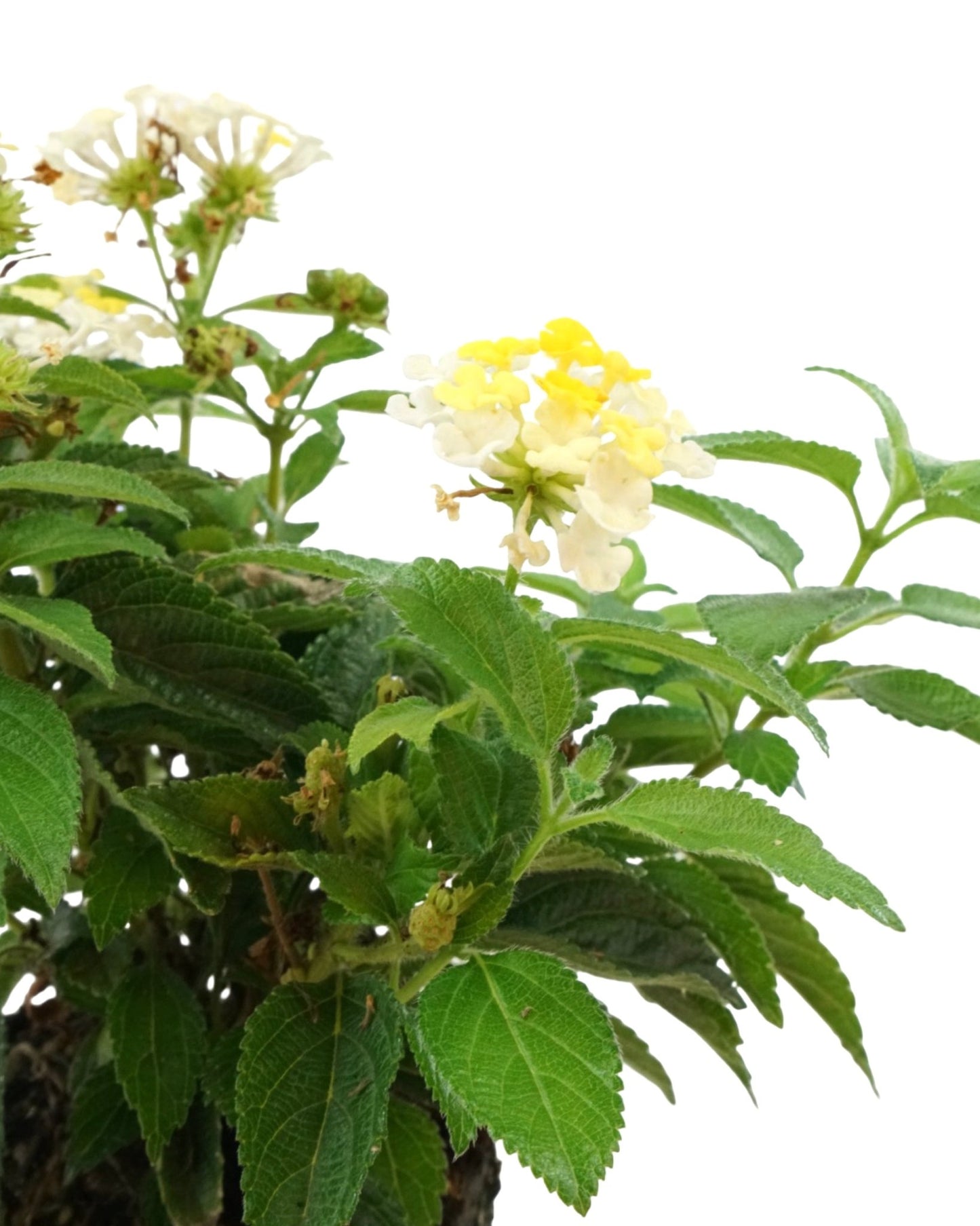 Lantana 'Bandana Lemon Zest' - The Garden Corner