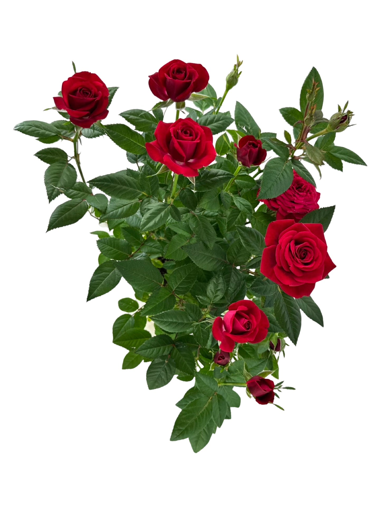 Rosa assorted 'Mini' - House Plants