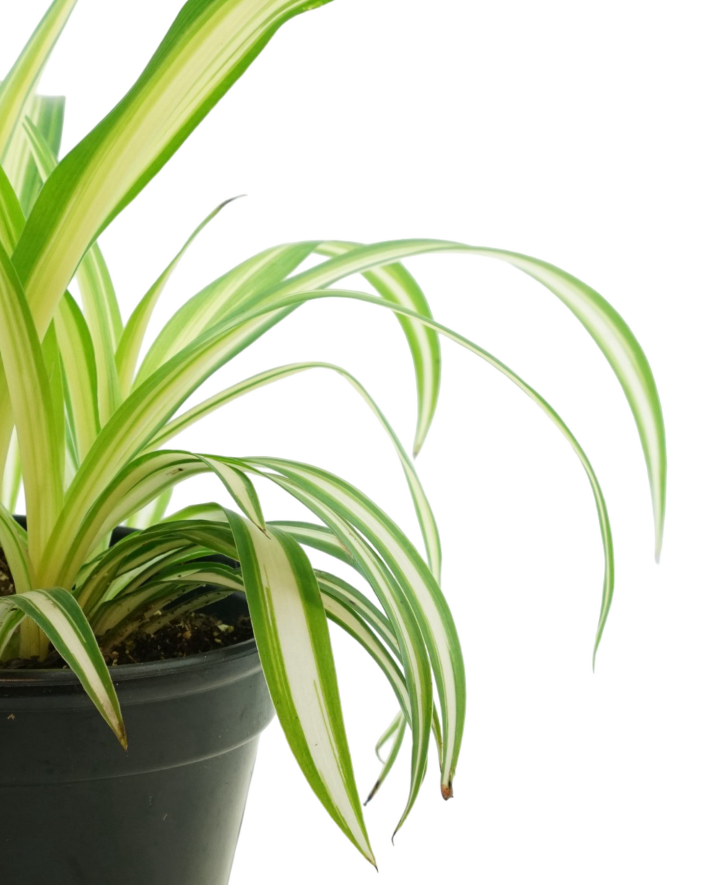 Chlorophytum comosum - House Plants