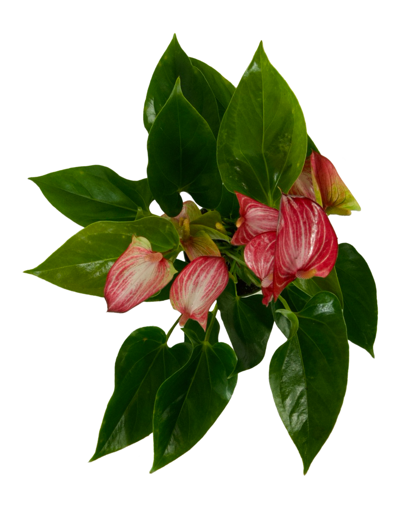 Anthurium andraeanum