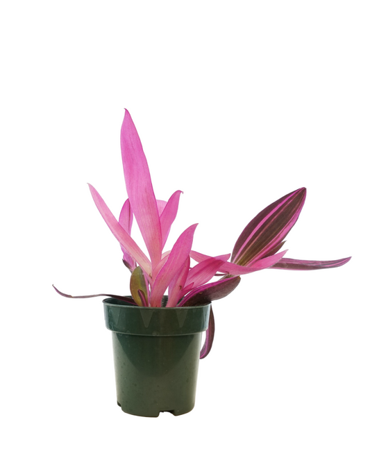 Setcreasea variegata