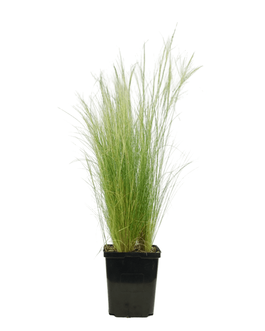 Nassella tenuissima - The Garden Corner