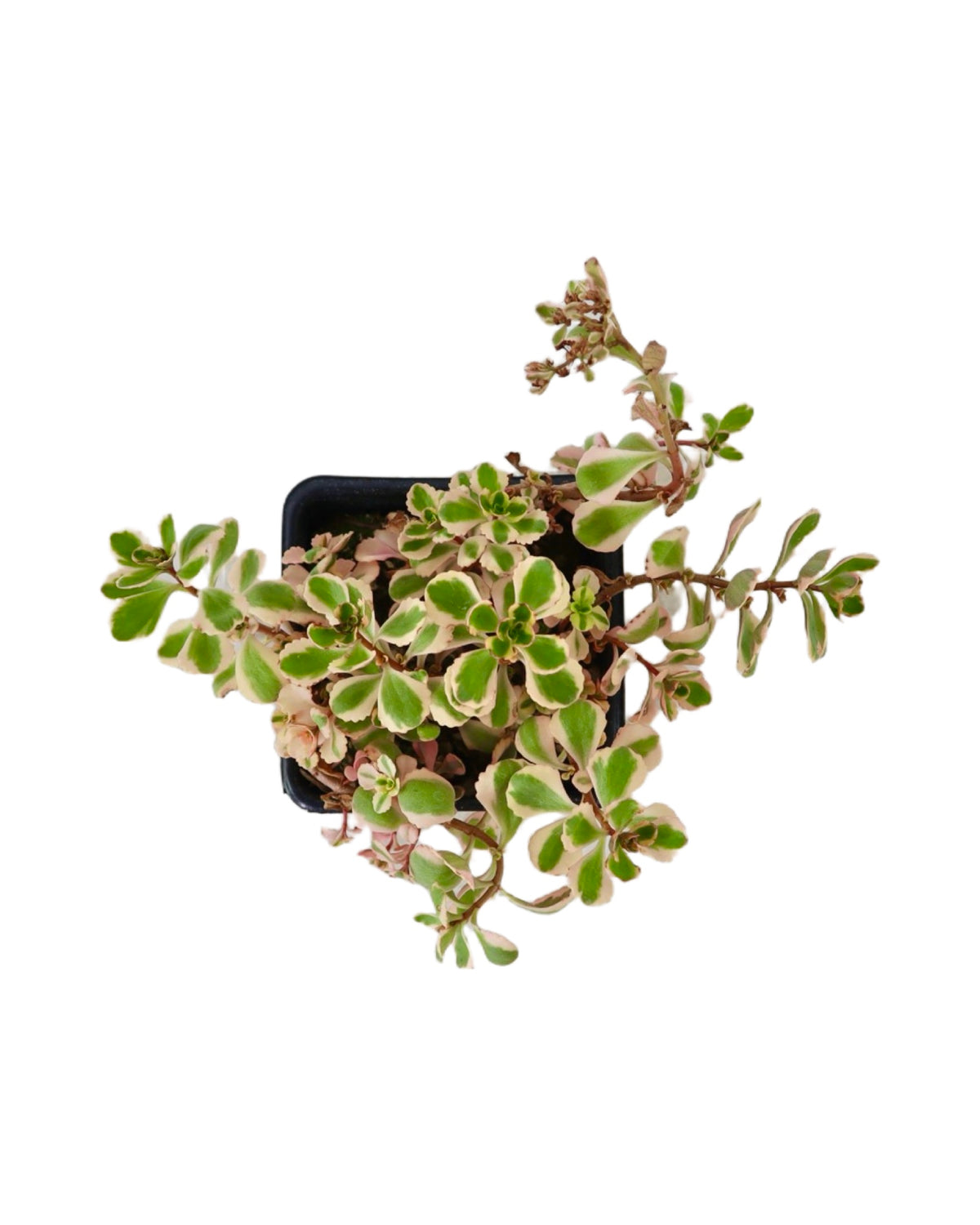 Sedum spurium 'What a Doozie' - Groundcovers