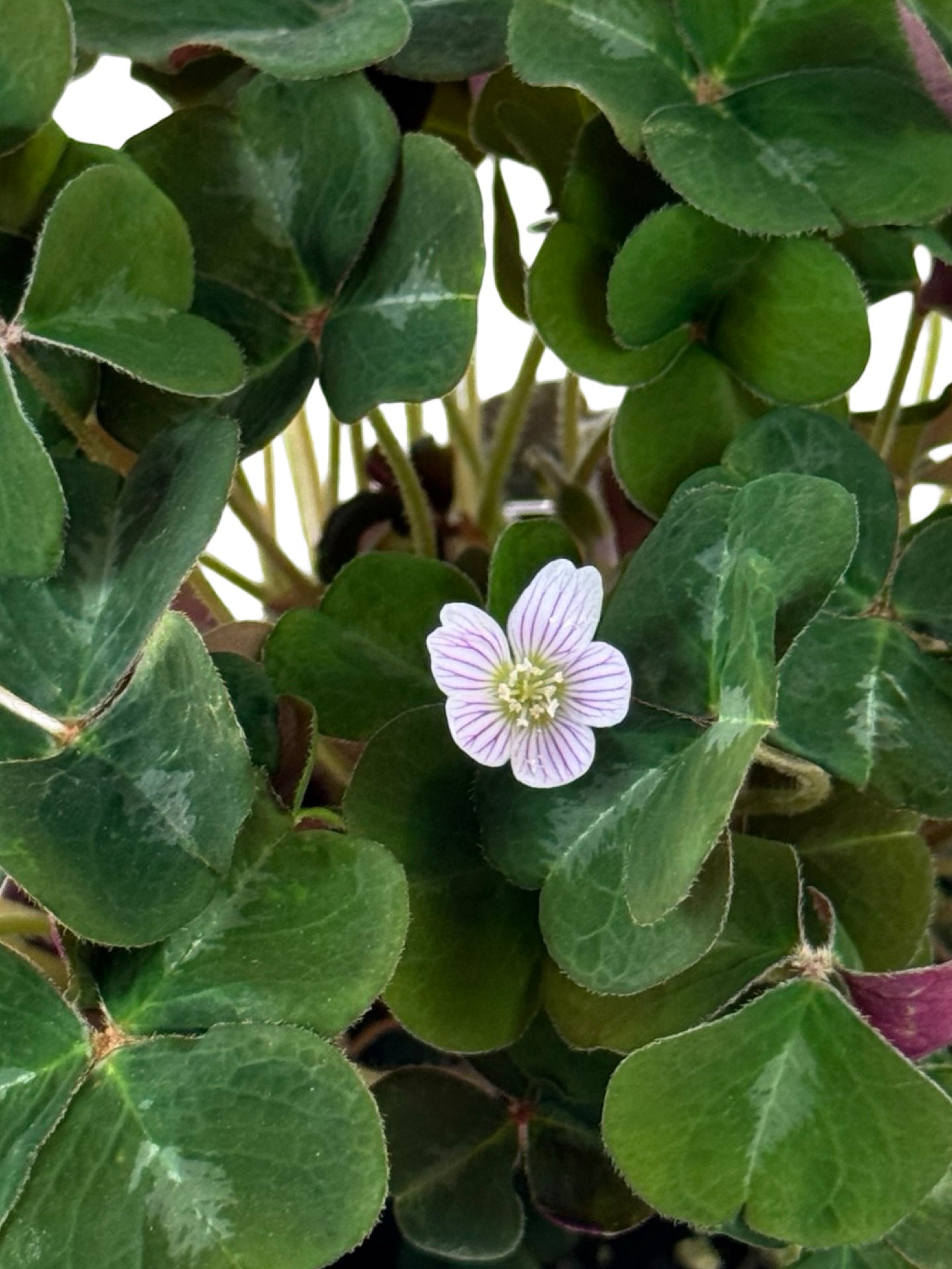 Oxalis oregana 'Klamath Ruby' - Perennials