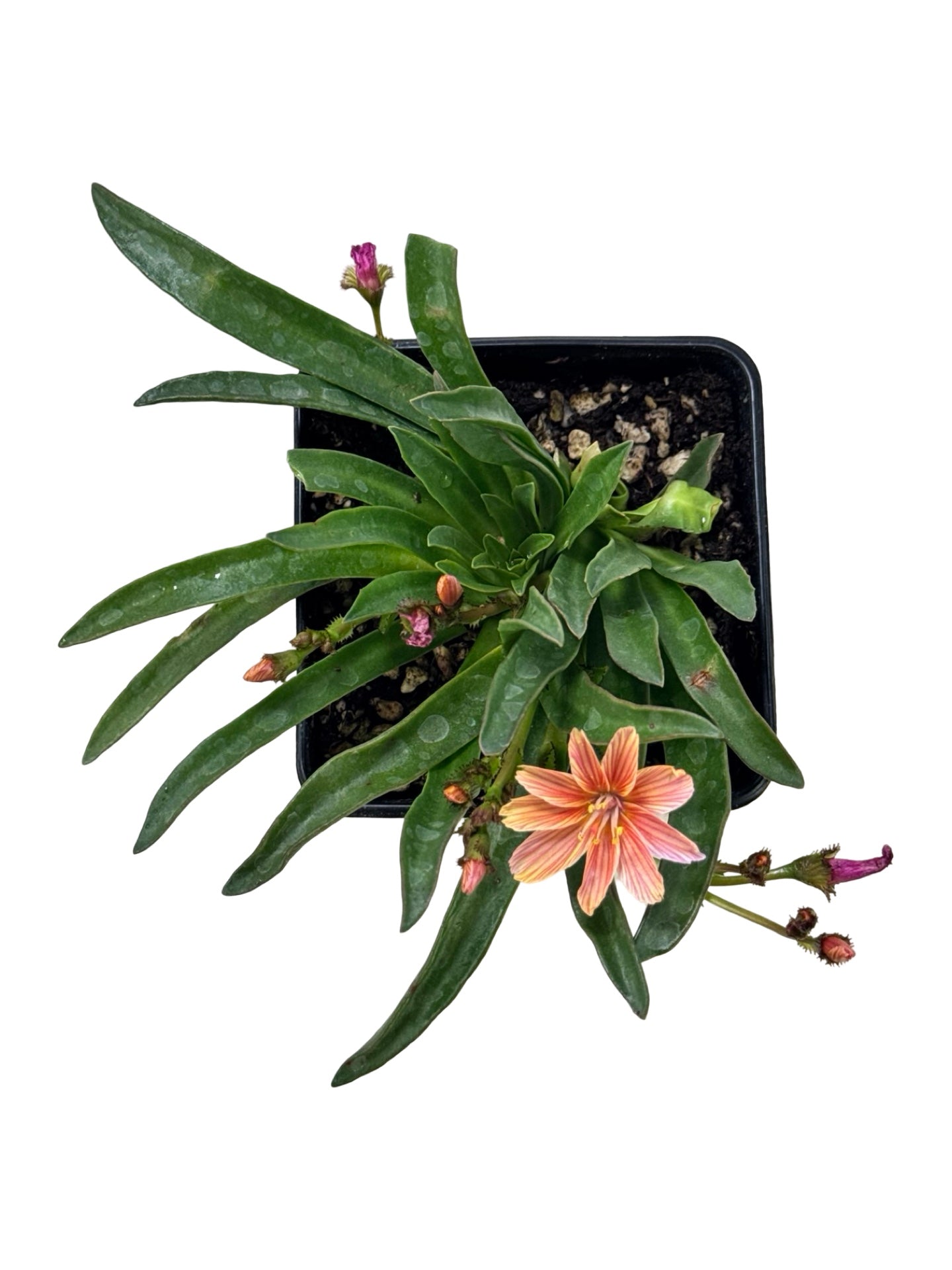Lewisia 'Little Plum' - Perennials