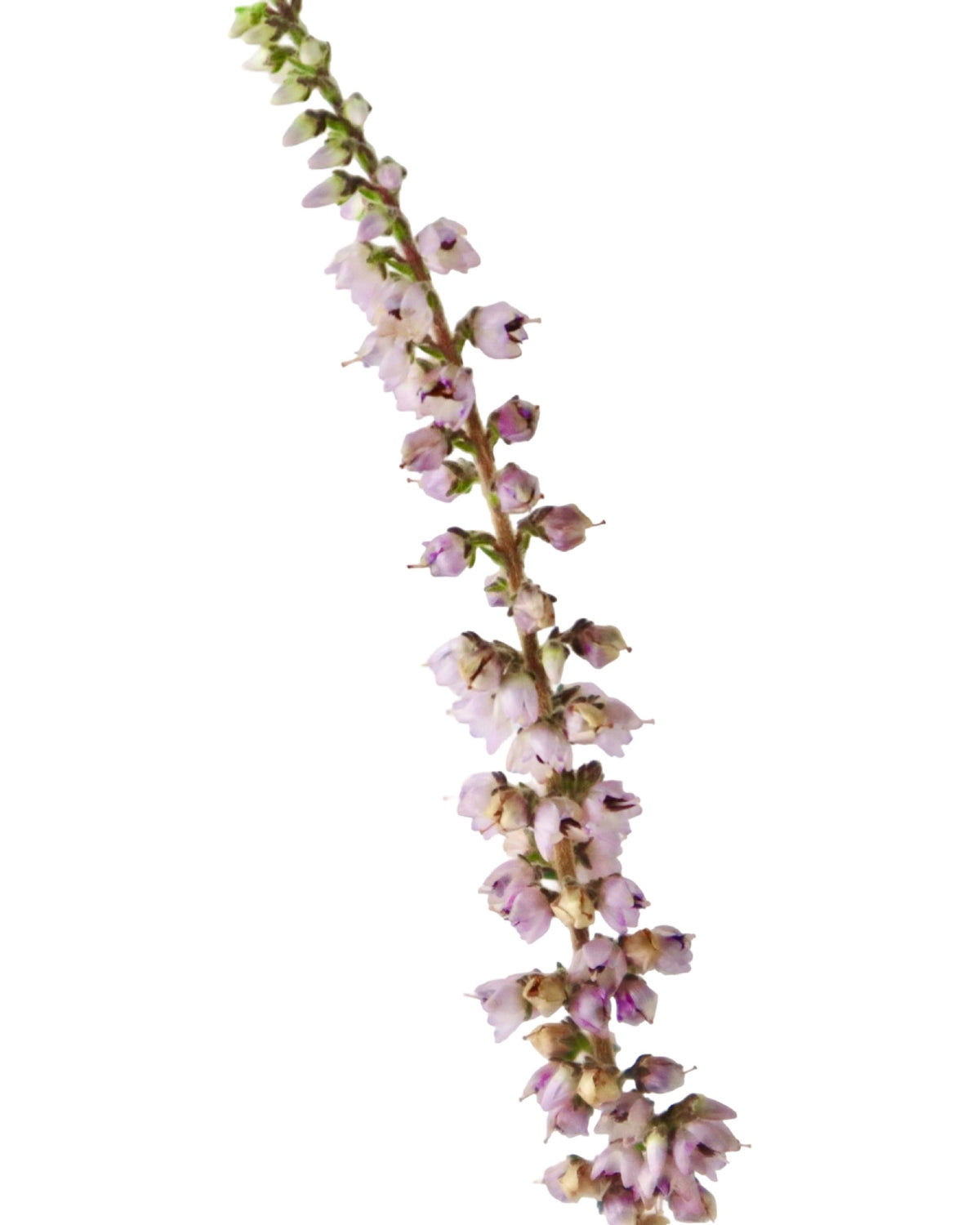 Calluna 'Silver Knight' - Perennials