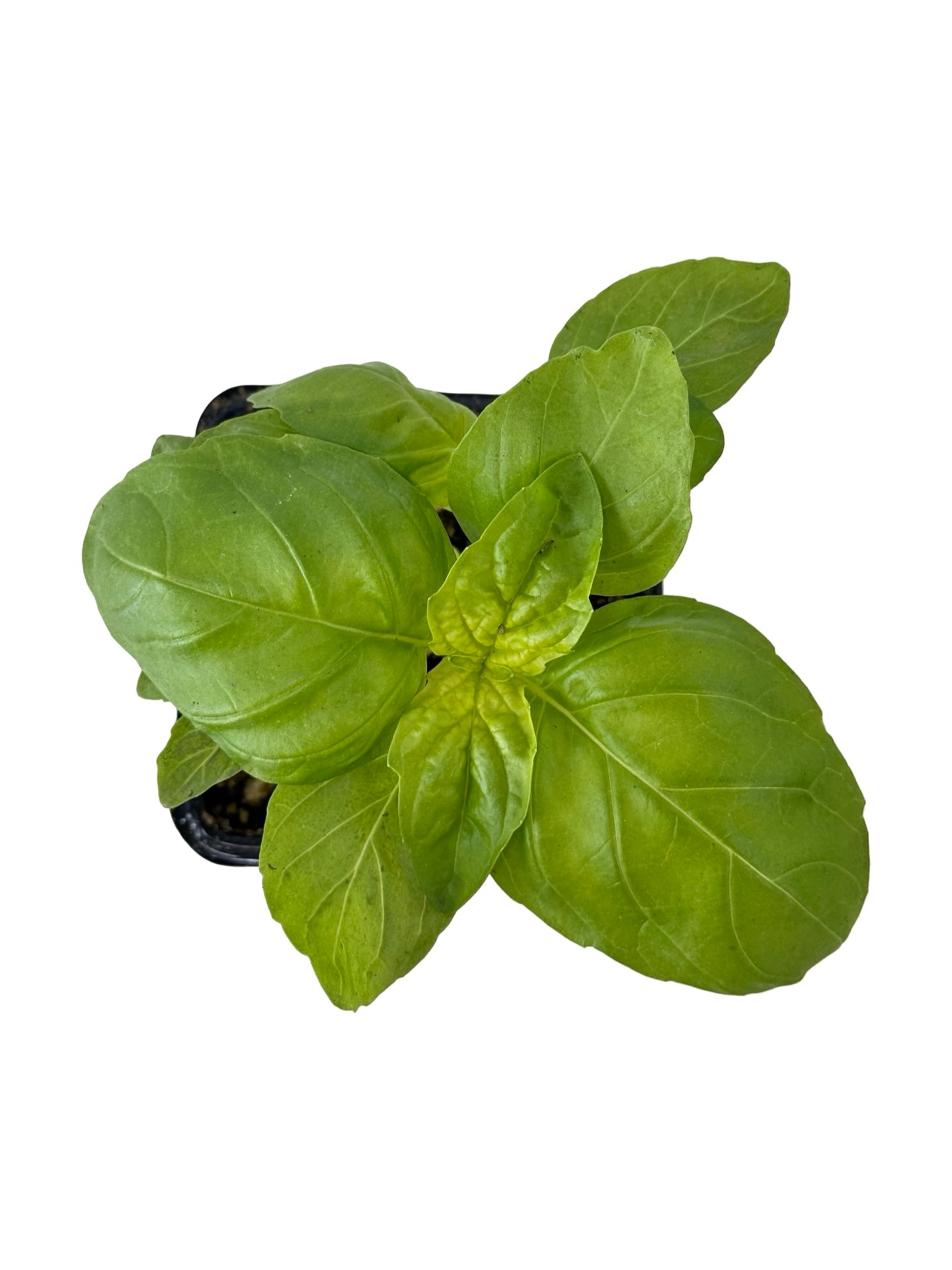 Basil 'Lettuce Leaf' - Herbs and Vegetables