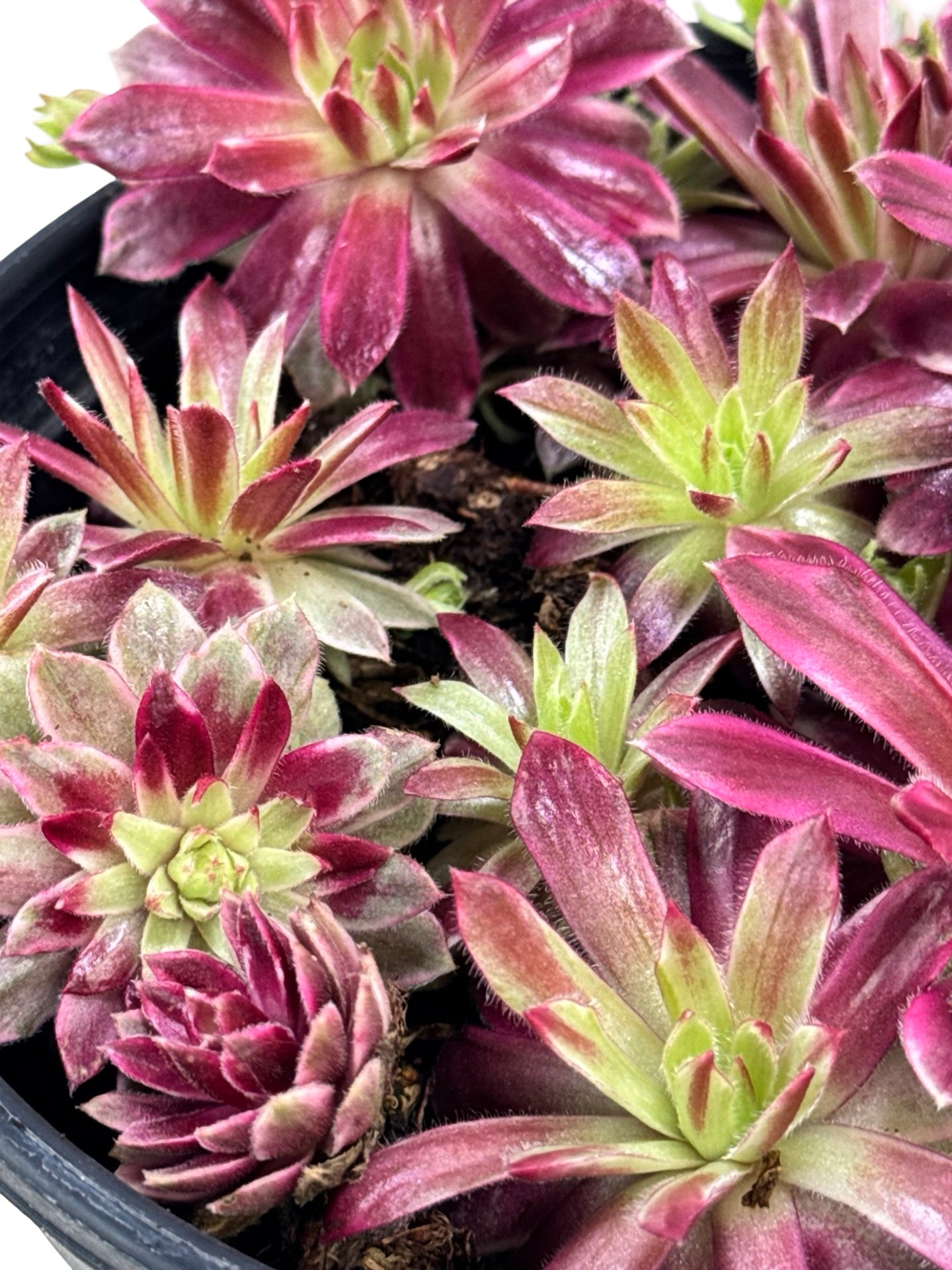 Sempervivum Chick Charms® 'Lotus Blossom' - Groundcovers
