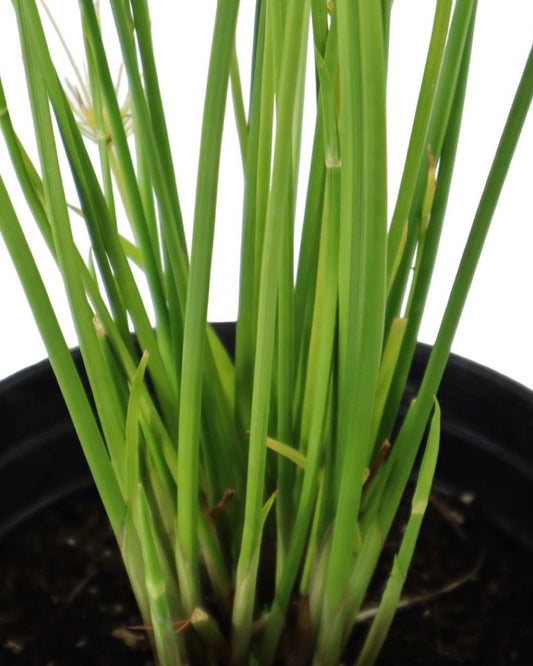 Cyperus papyrus 'Queen Tut' - Perennials
