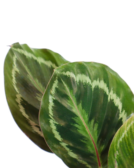 Calathea veitchiona - House Plants