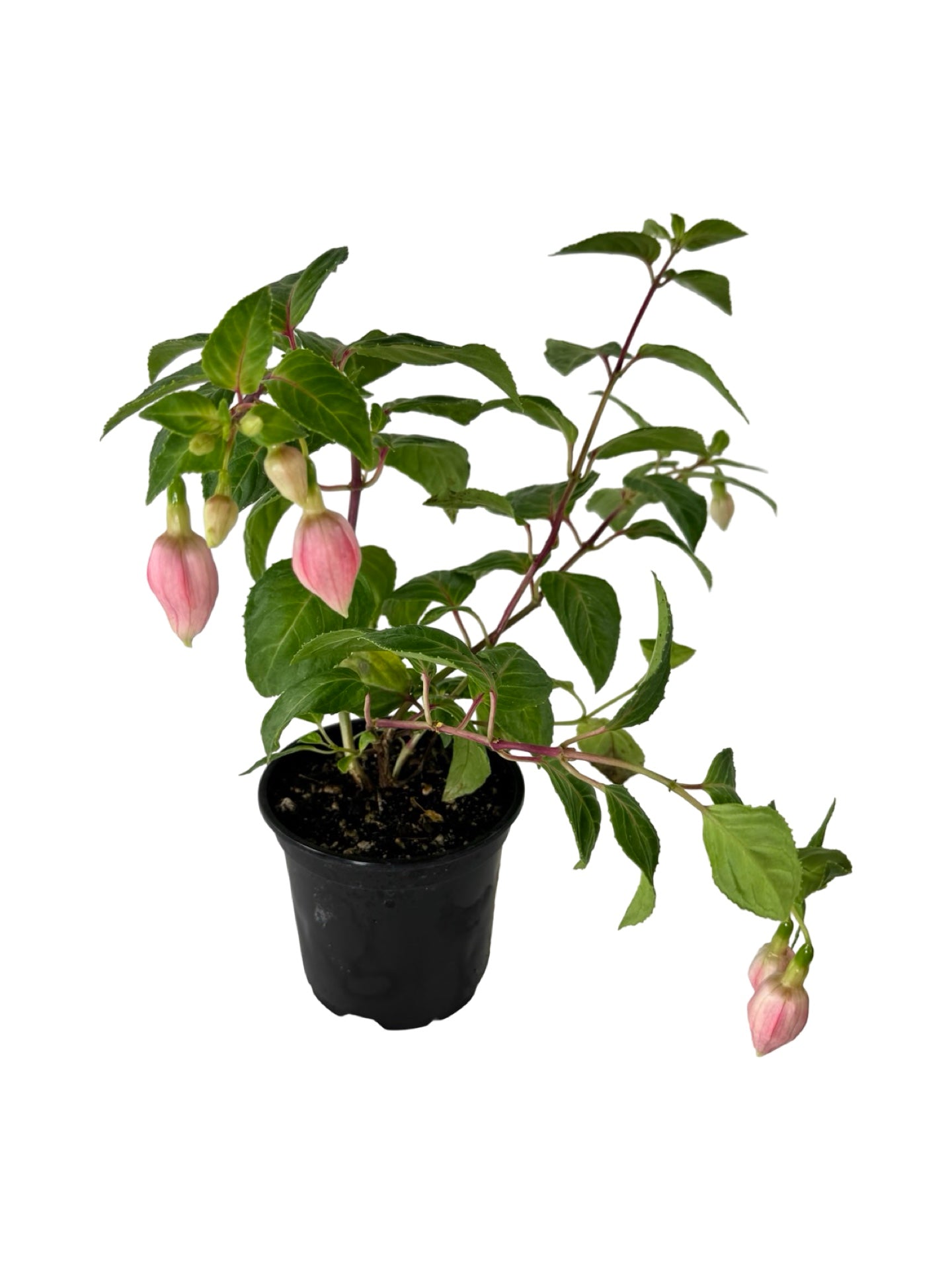 Fuchsia 'Bicentennial' - Annuals