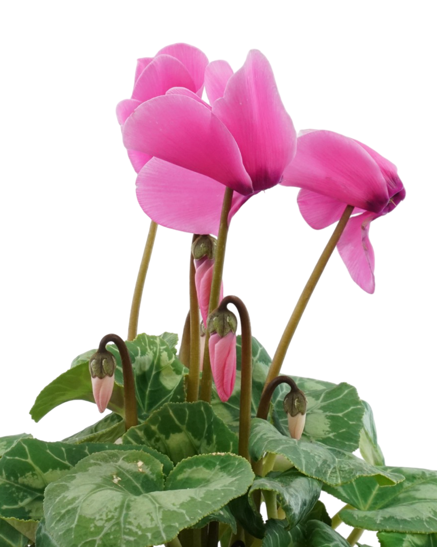 Cyclamen, Assorted - Annuals