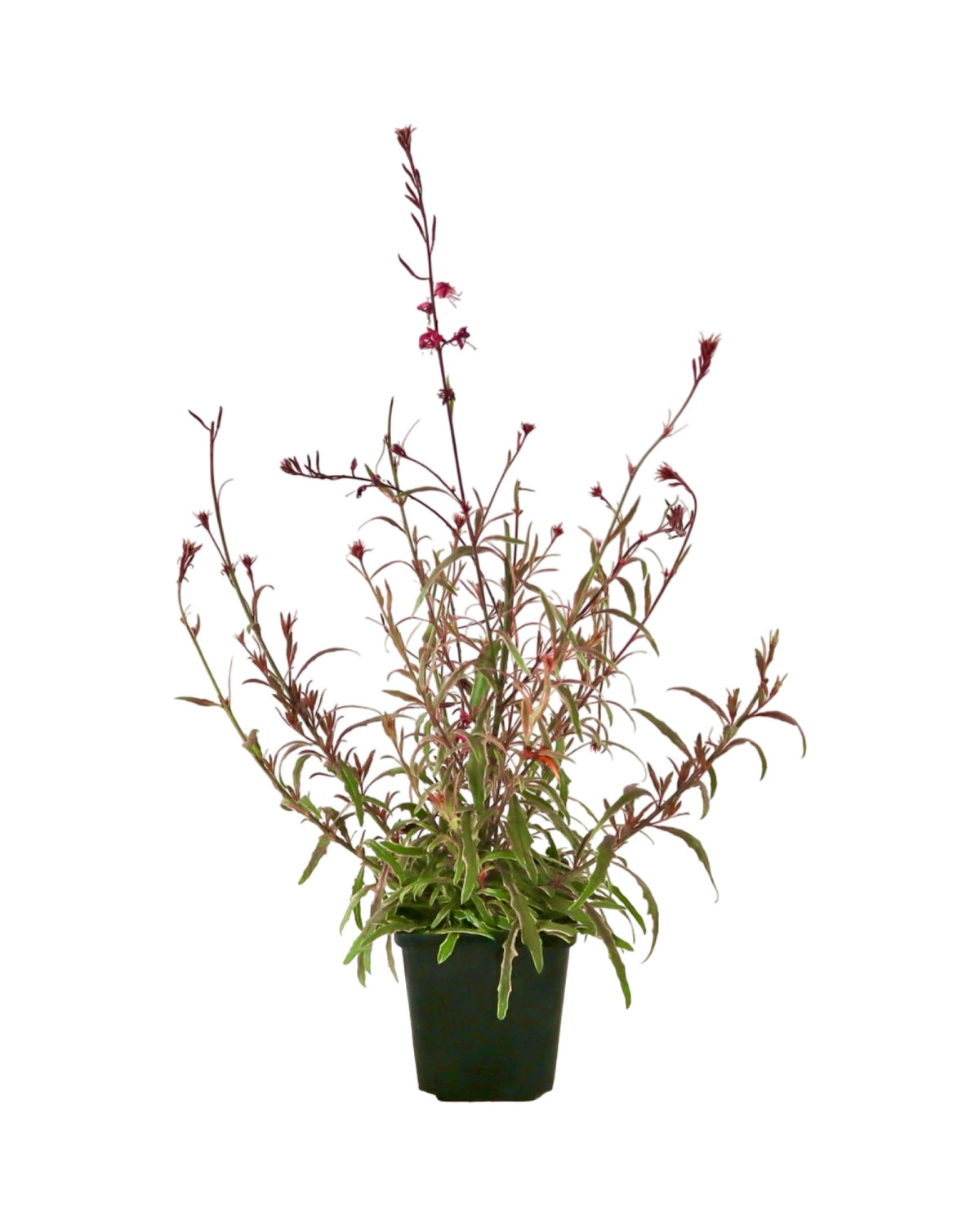 Gaura lindheimeri Bantam® 'Pink' - Perennials