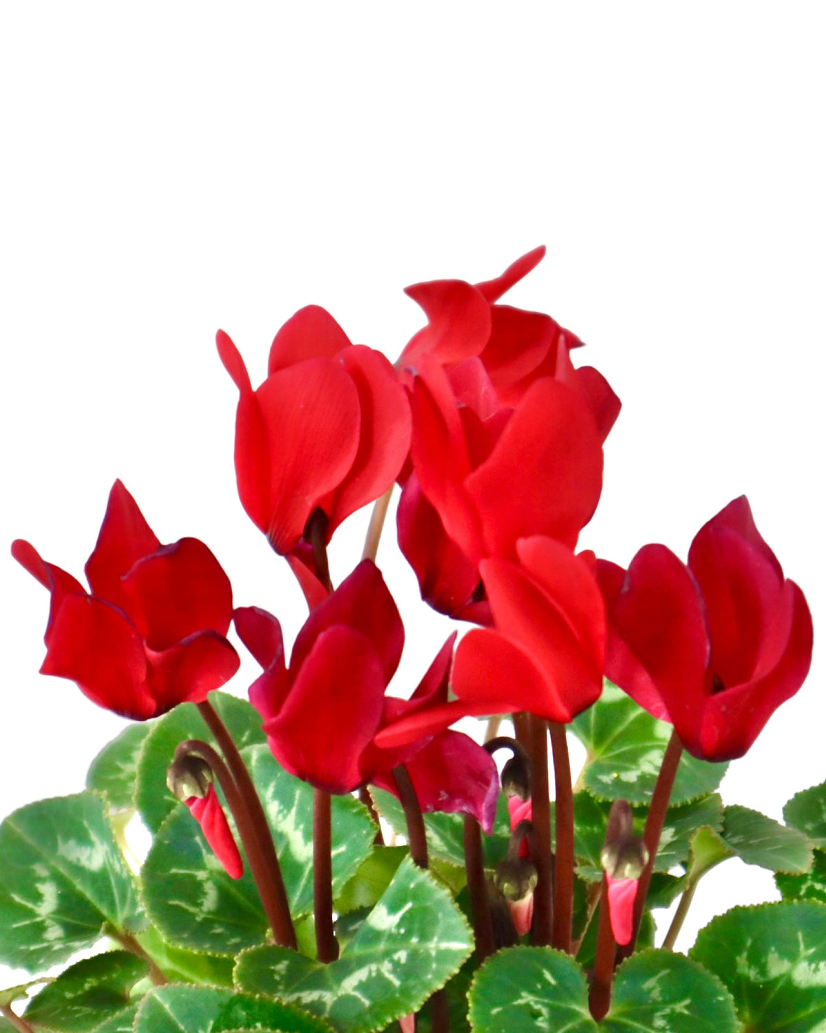 Cyclamen 'SuperSerie Allure Red' - House Plants
