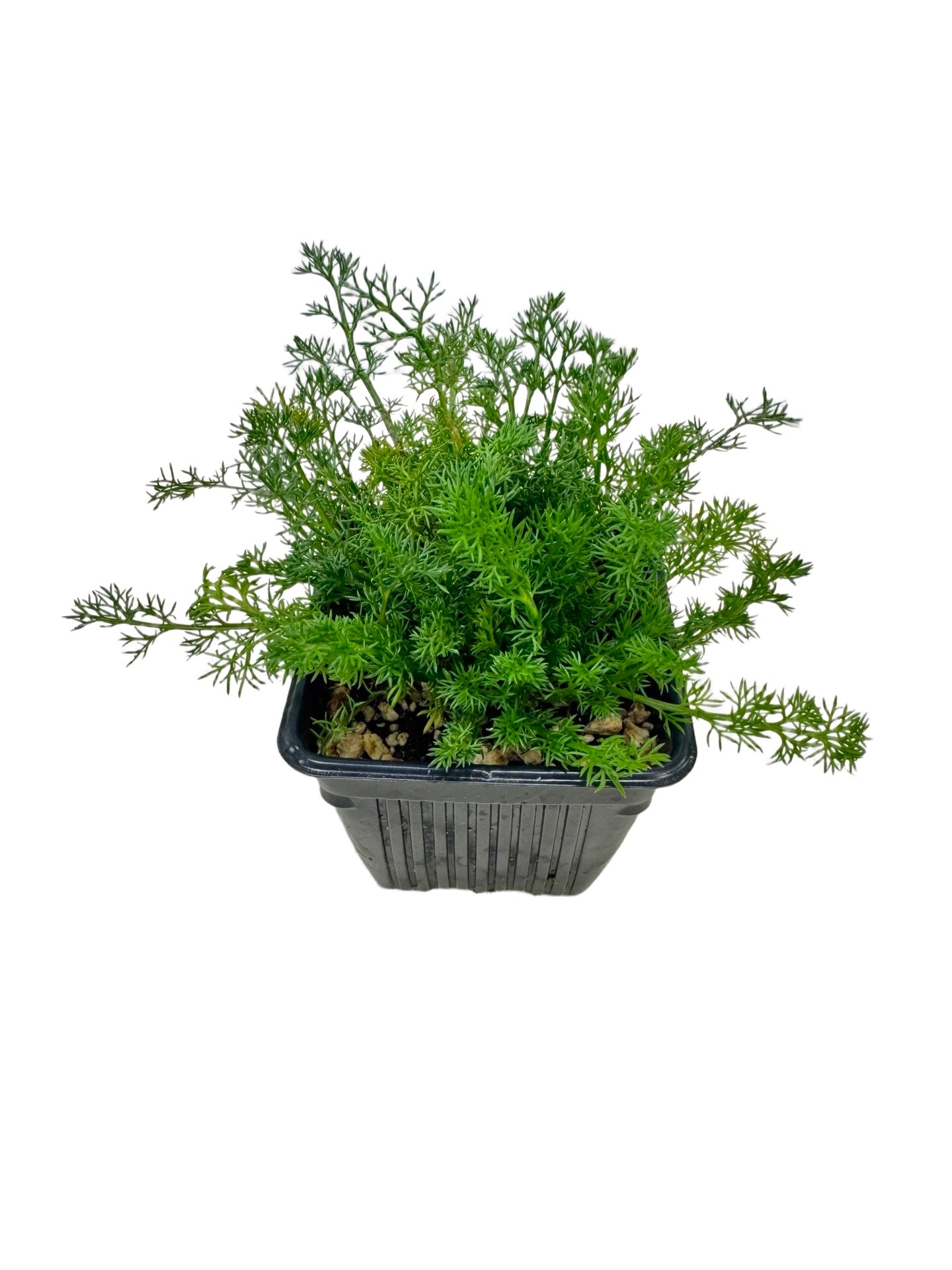 German Chamomile - Herbs and Vegetables