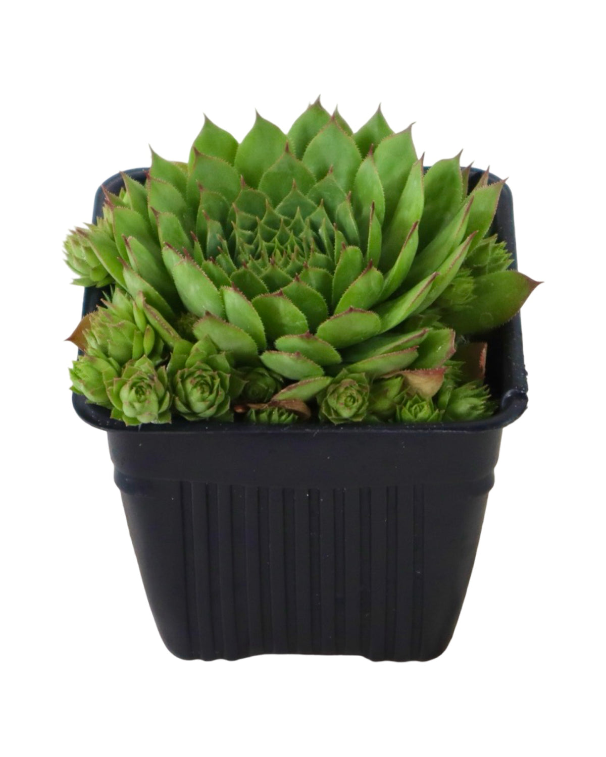 Sempervivum assorted - Groundcovers
