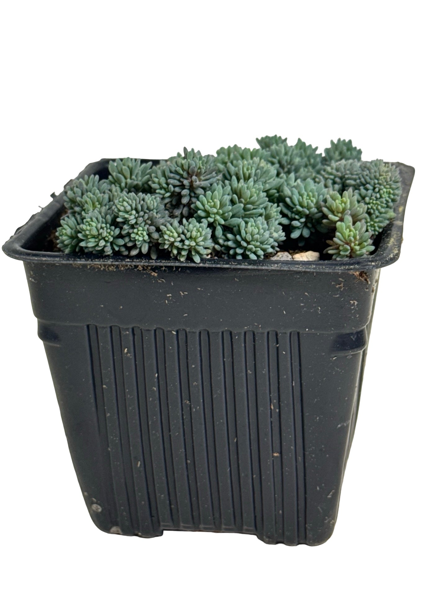 Sedum hispanicum minus - Groundcovers
