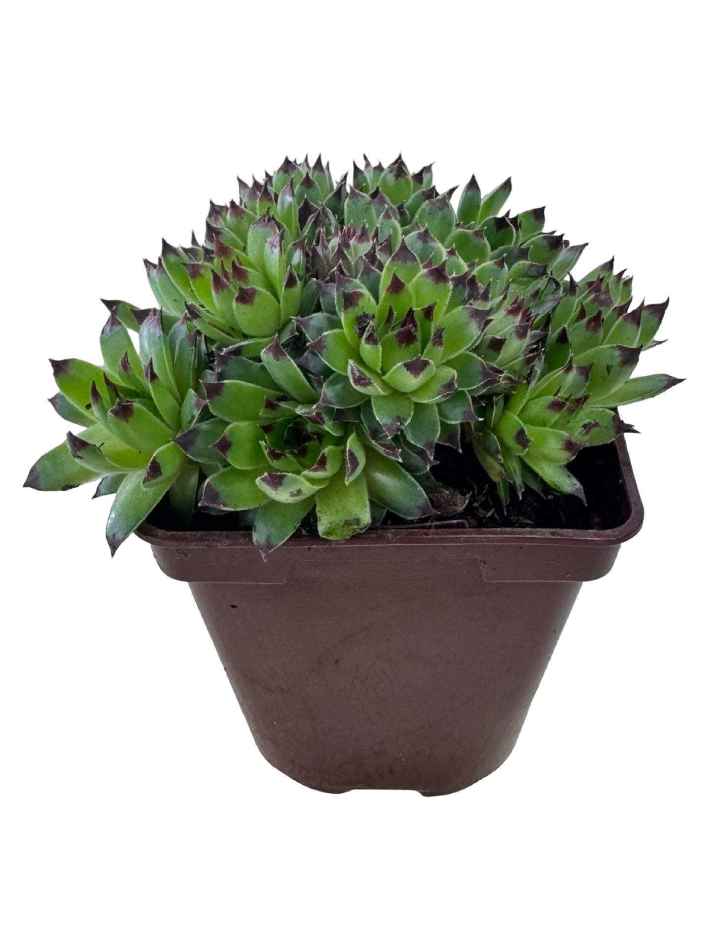 Sempervivum 'Mrs. Giuseppe' - Groundcovers