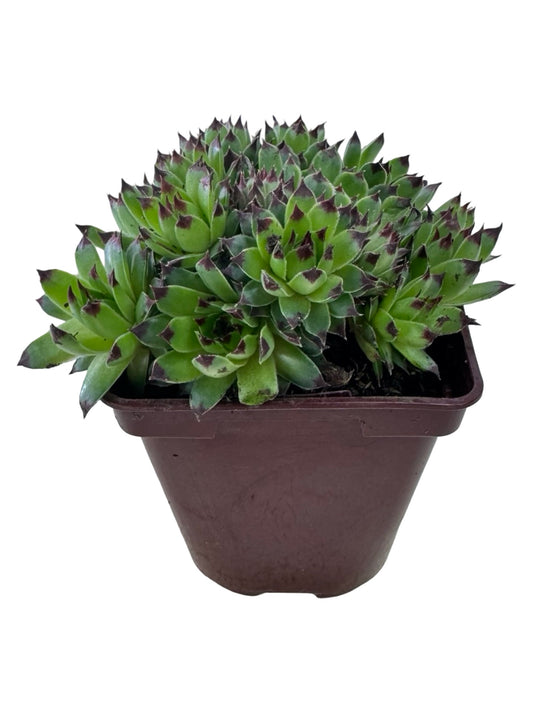 Sempervivum 'Mrs. Giuseppe' - Groundcovers