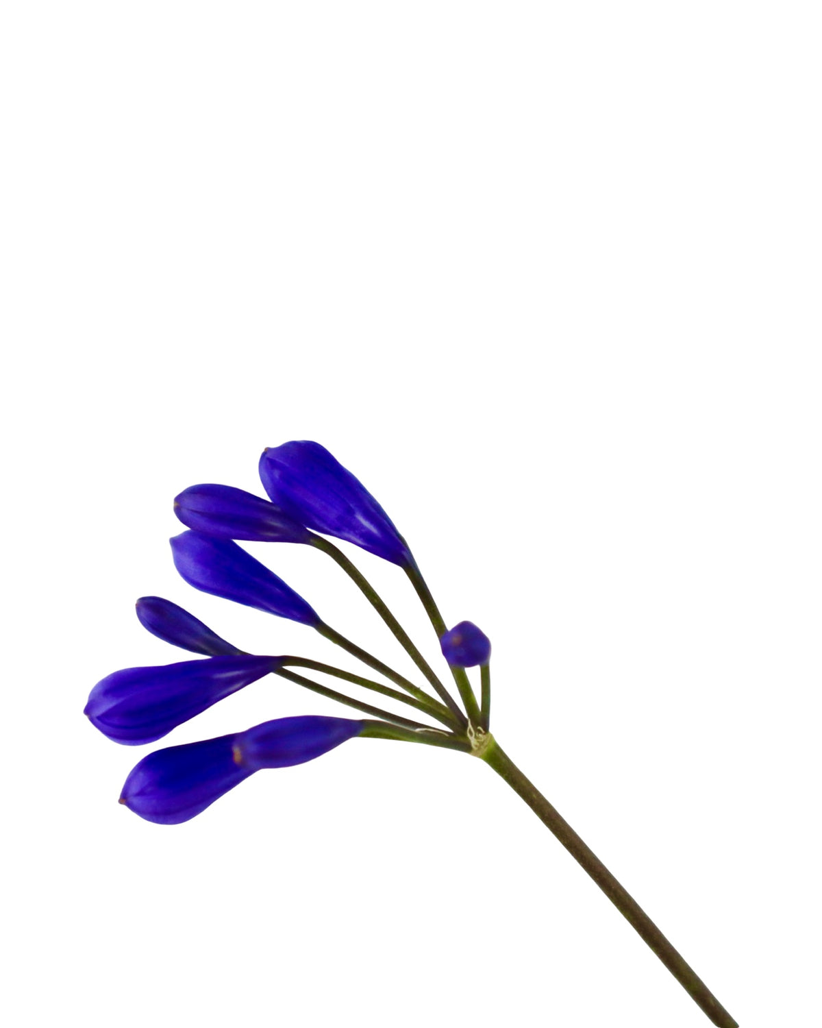 Agapanthus 'Brilliant Blue' - Perennials