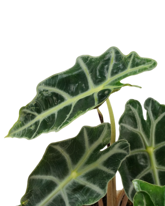 Alocasia amazonica