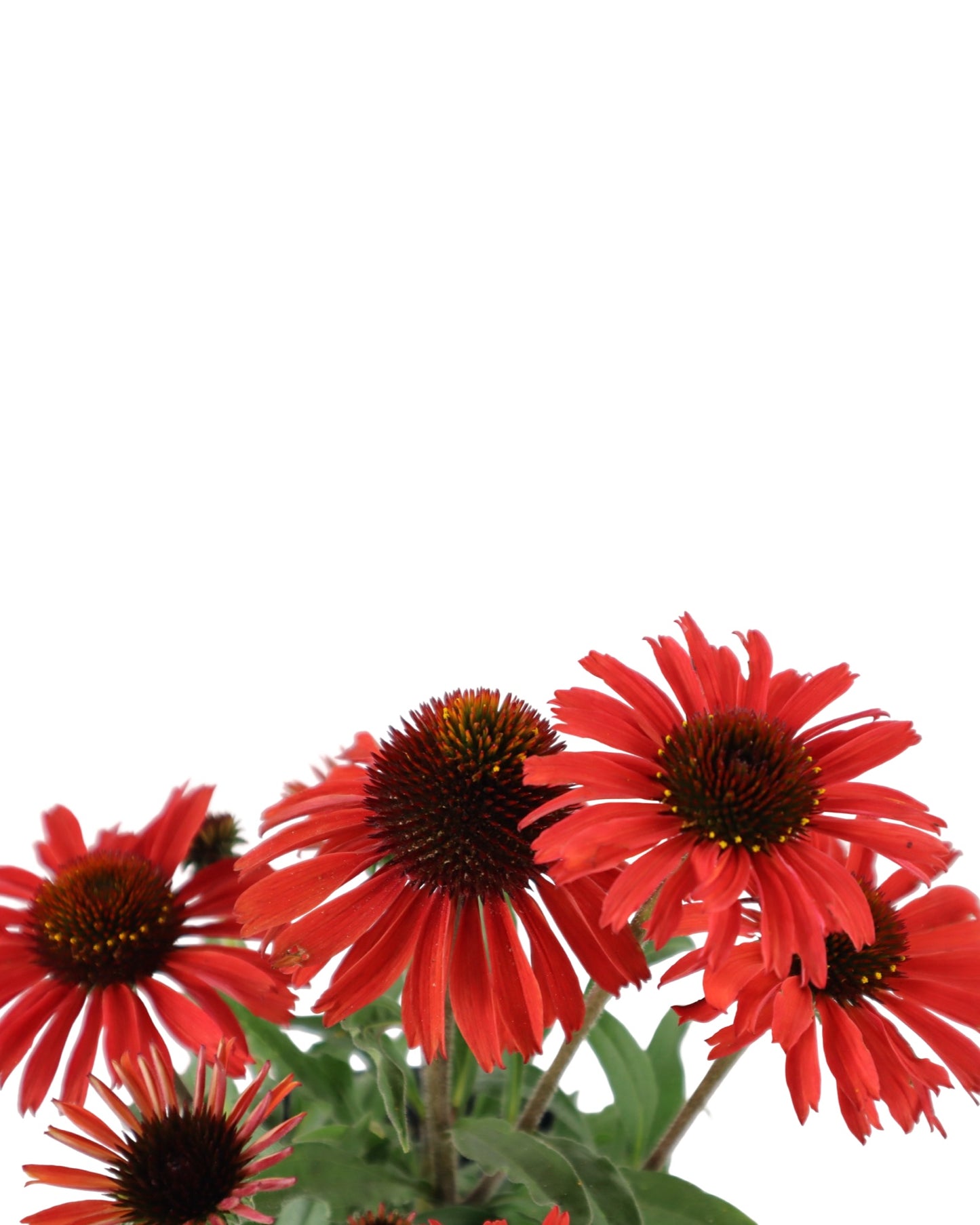 Echinacea 'Prima Ruby' - Perennials