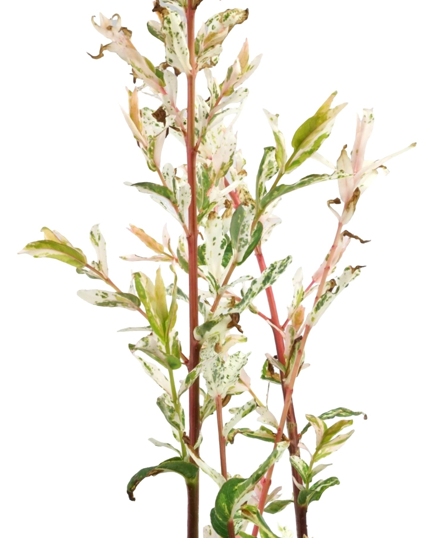 Salix integra 'Hakuro Nishiki' - The Garden Corner