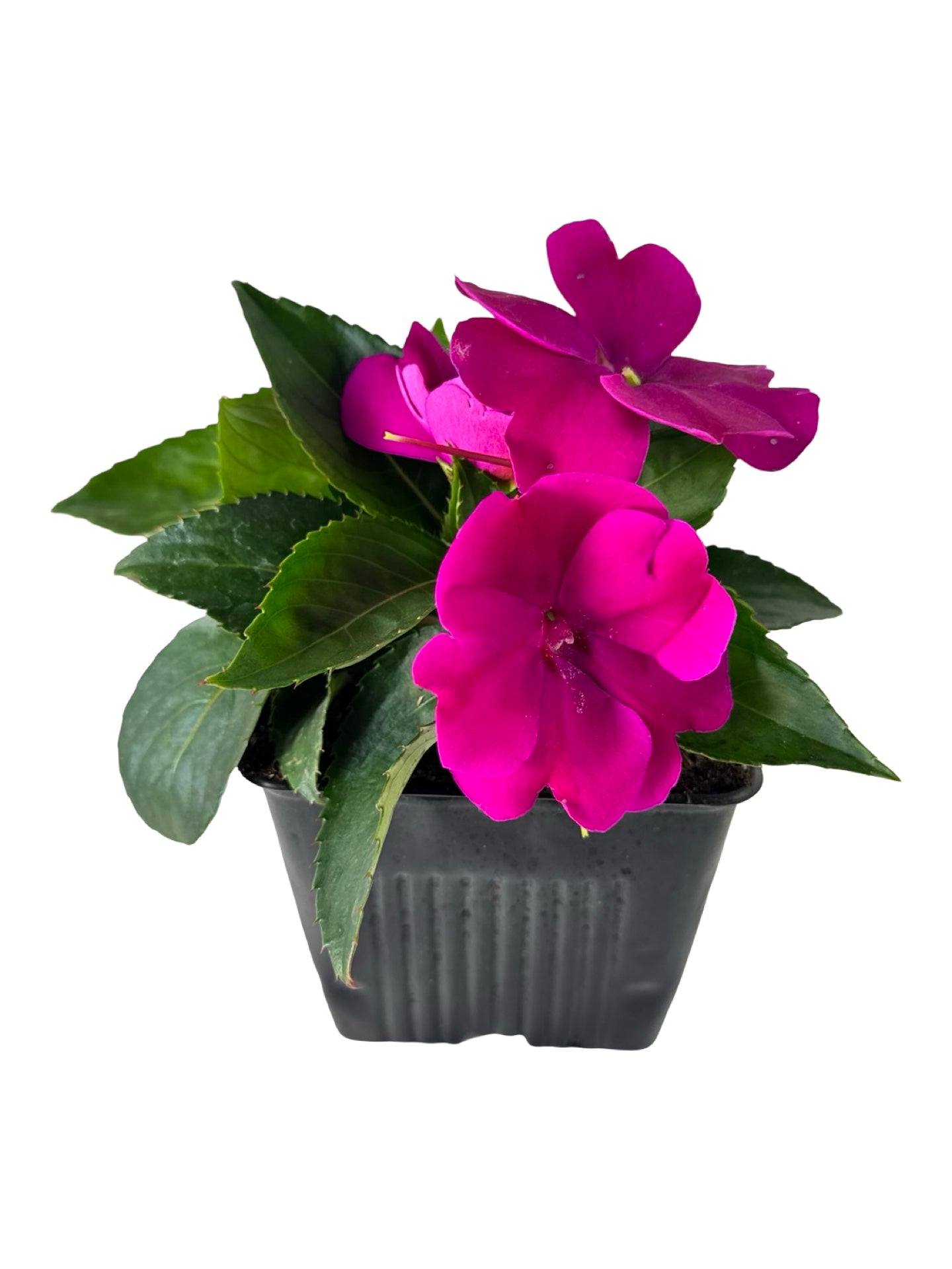 Sunpatiens compact 'Royal Magenta' - Annuals