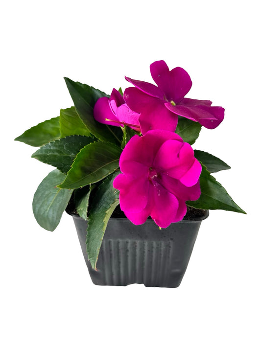 Sunpatiens compact 'Royal Magenta' - Annuals