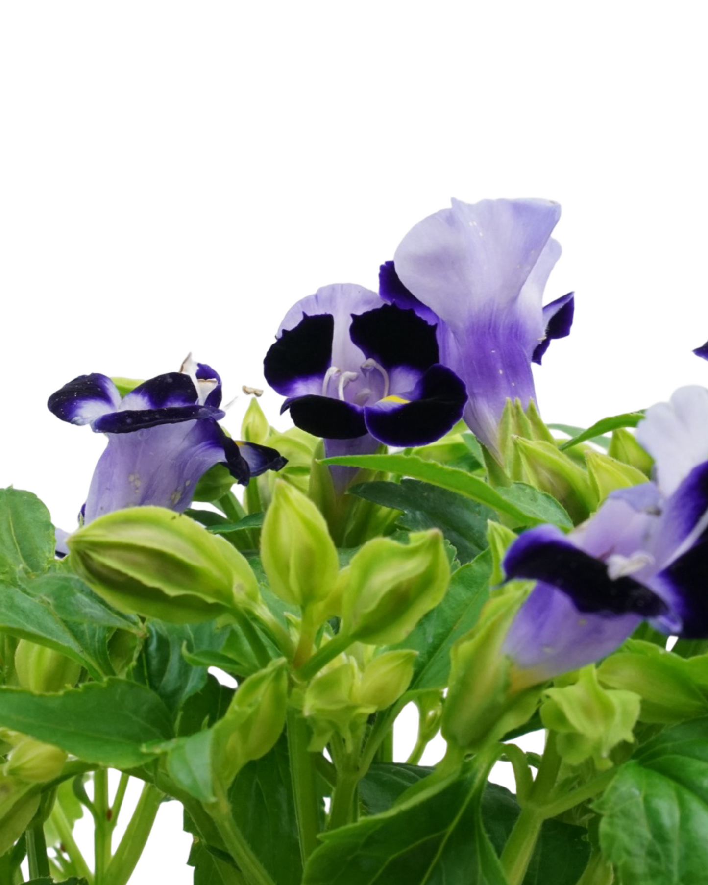 Torenia Hi-Lite Mix - Annuals