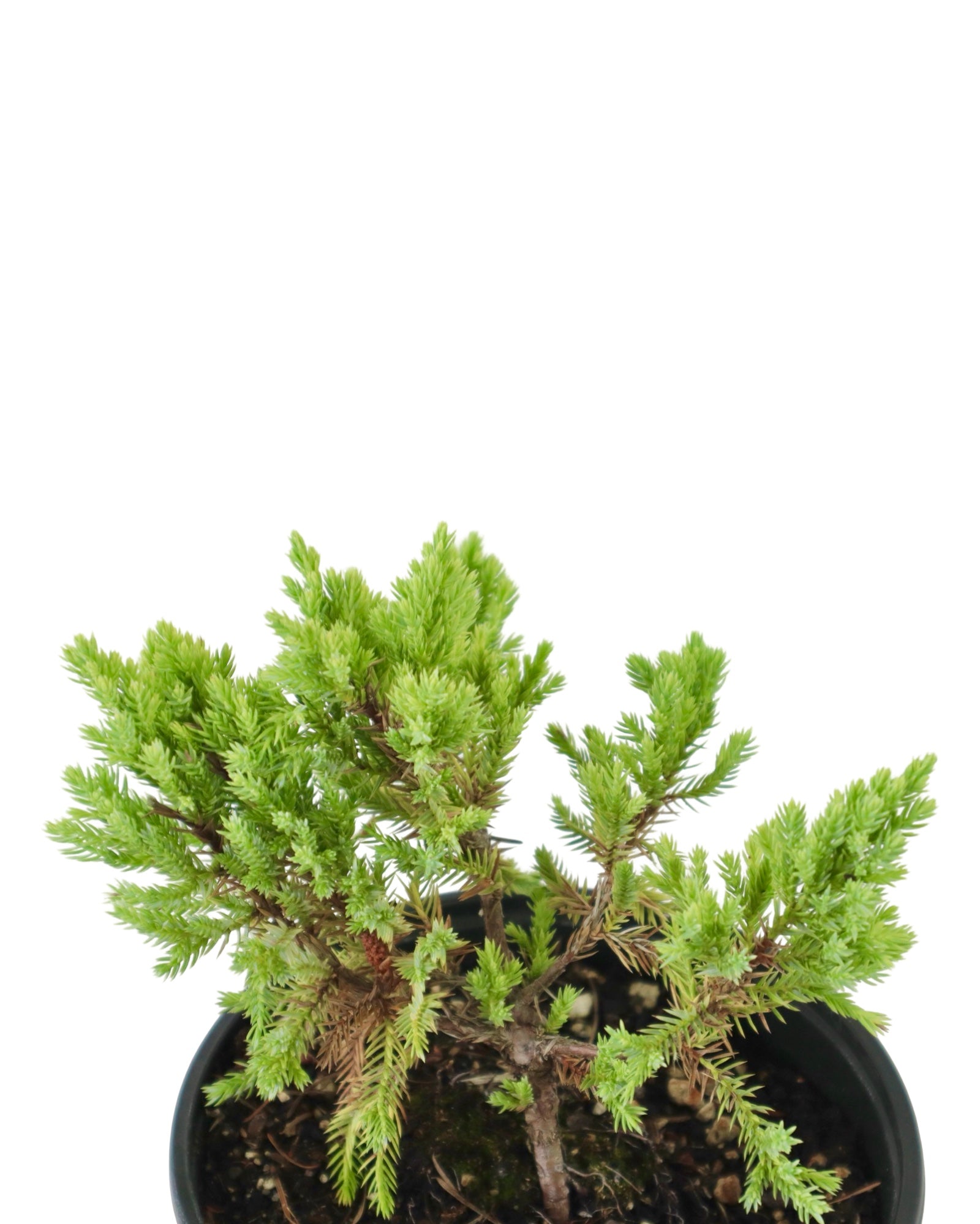Juniperus squamata 'Dream Joy' - Shrubs