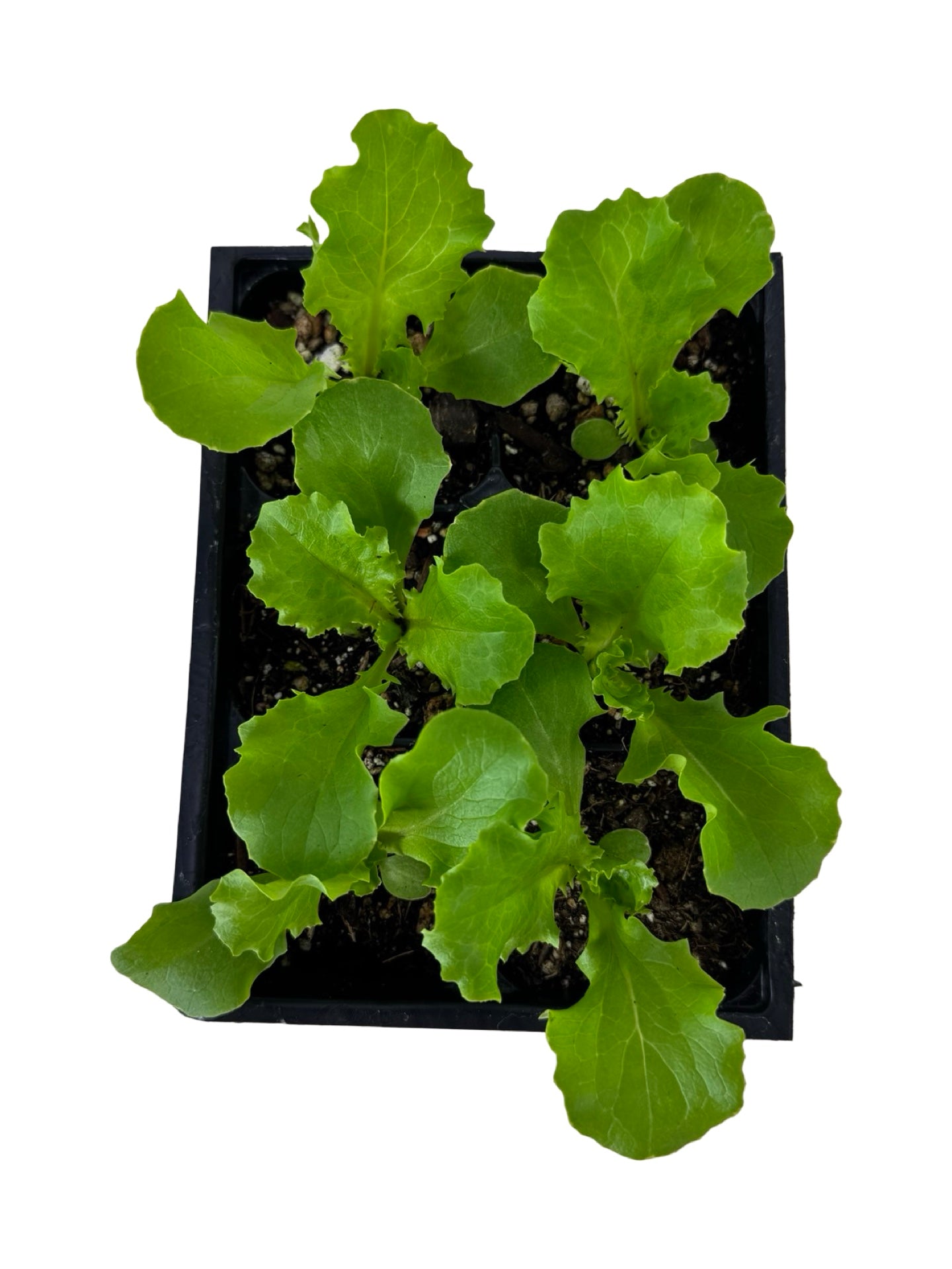 Lettuce 'Green Leaf' Organic - Herbs and Vegetables