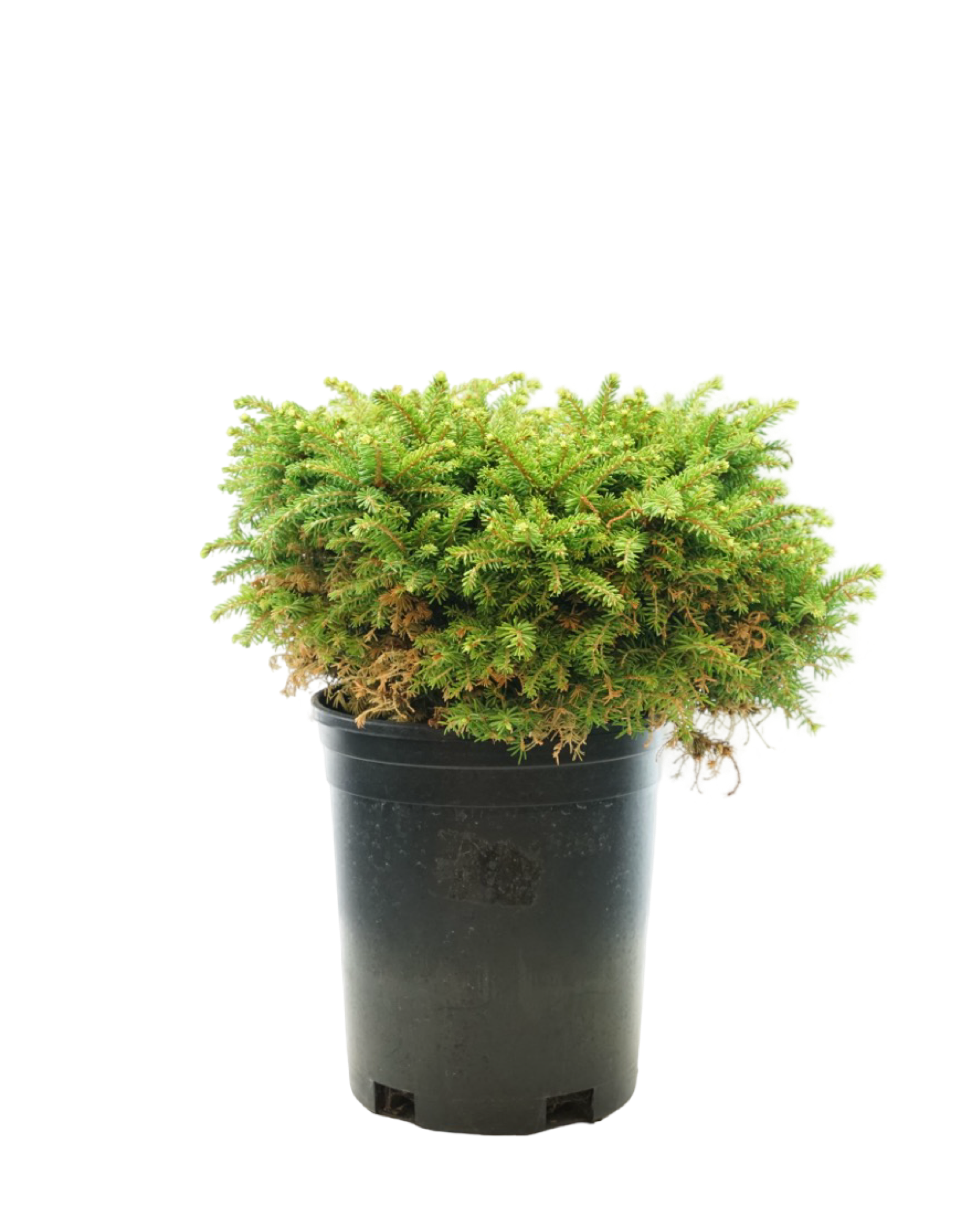 Picea abies 'Little Gem' - Shrubs