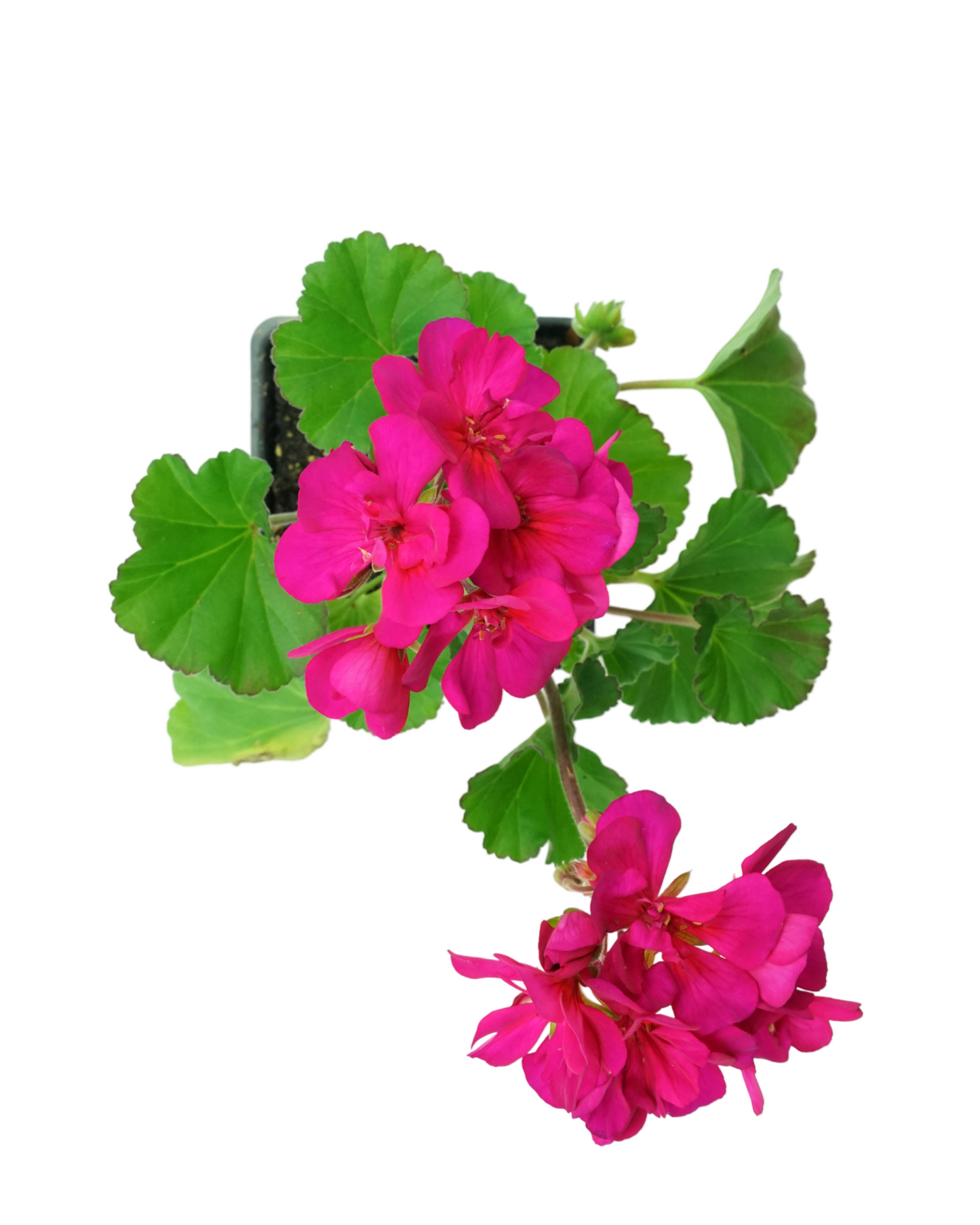 Geranium Zonal 'Tango Violet'