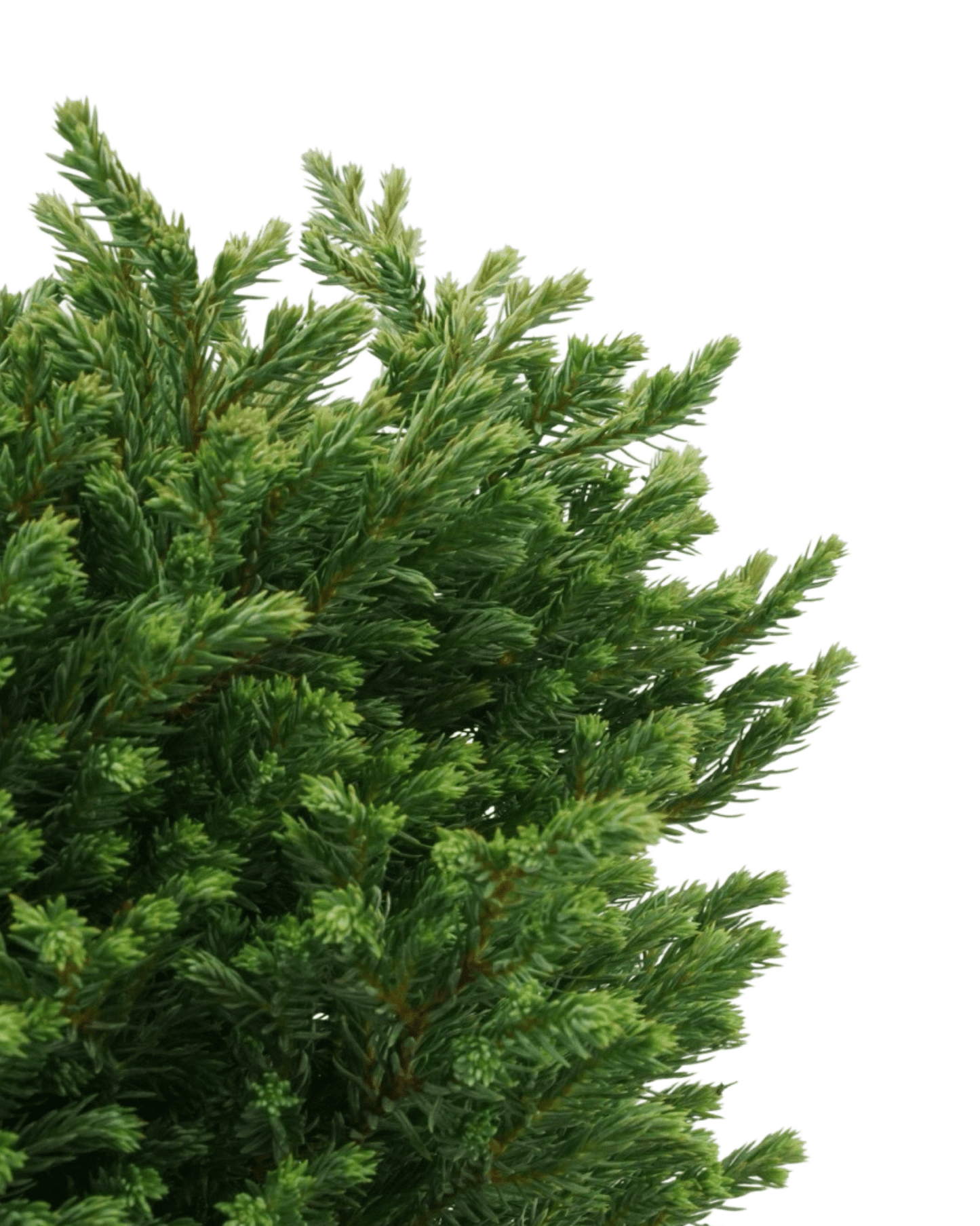 Chamaecyparis pisifera 'Blue Moon'