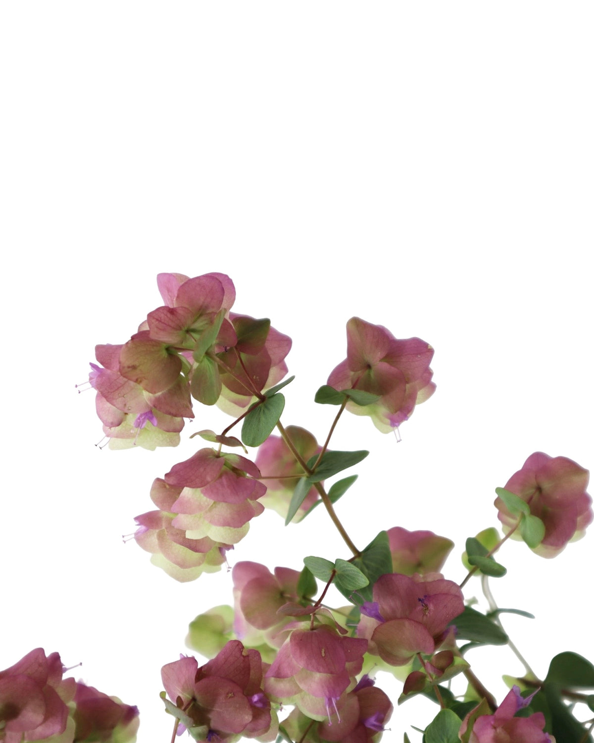 Origanum rotundifolium 'Kent Beauty' - Perennials