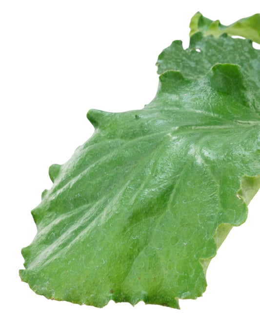 Bergenia ciliata 'Ripple Effect'