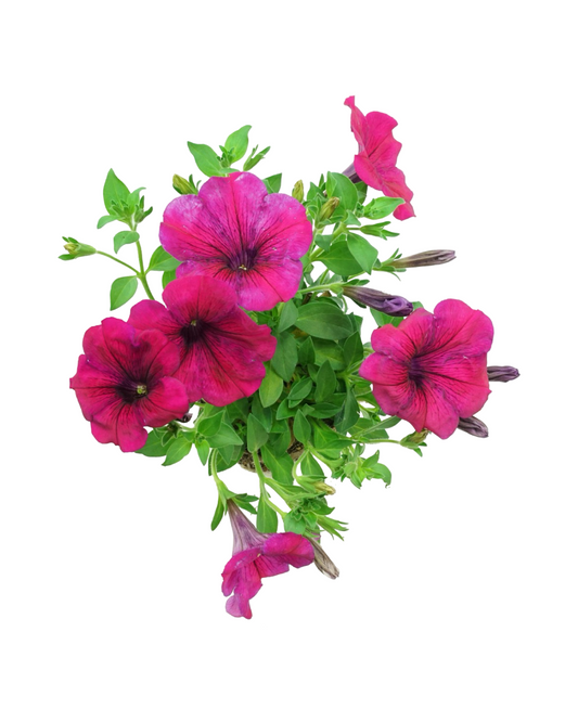 Petunia 'Surprise Sparkle Magenta'
