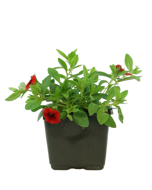 Calibrachoa 'Cabaret Orange Improved'