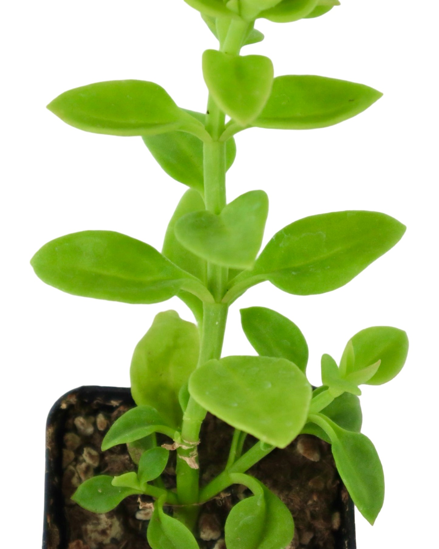 Mesembryanthemum cordifolium - House Plants