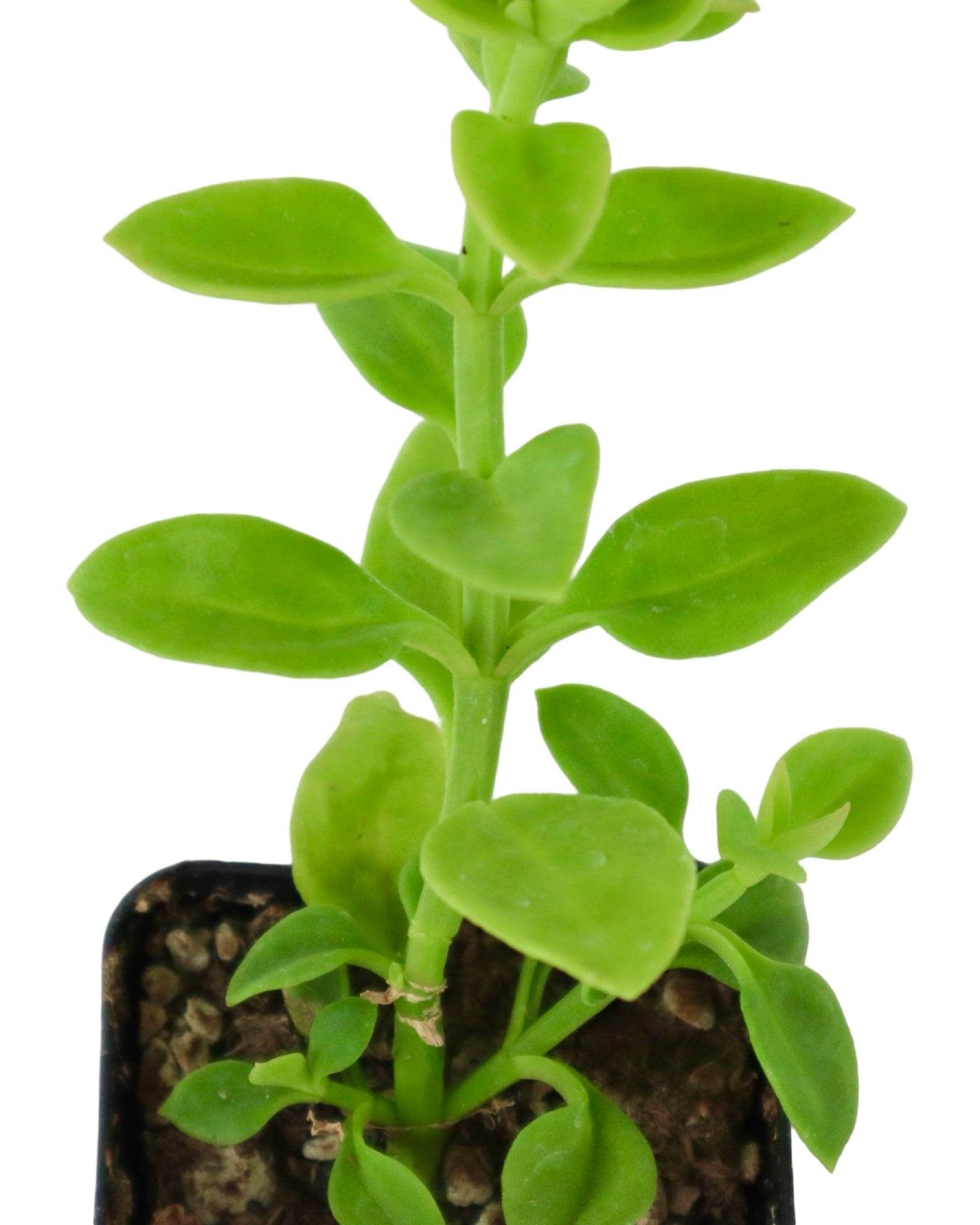 Mesembryanthemum cordifolium - House Plants