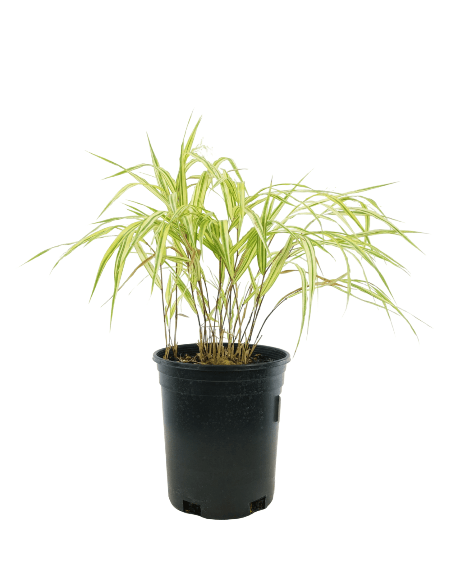 Hakonechloa macra 'Aureola'
