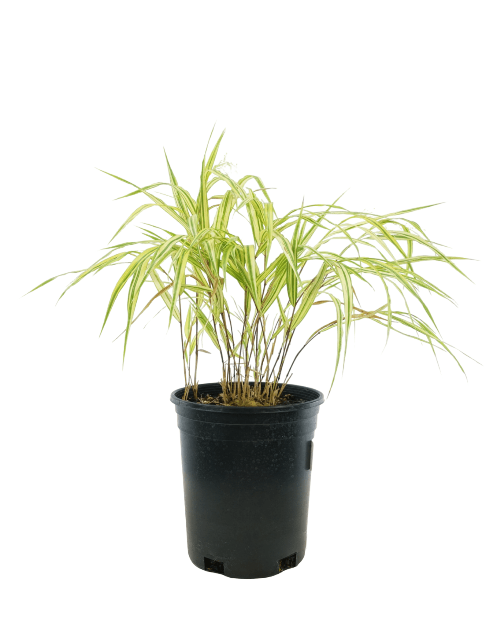 Hakonechloa macra 'Aureola' - Perennials