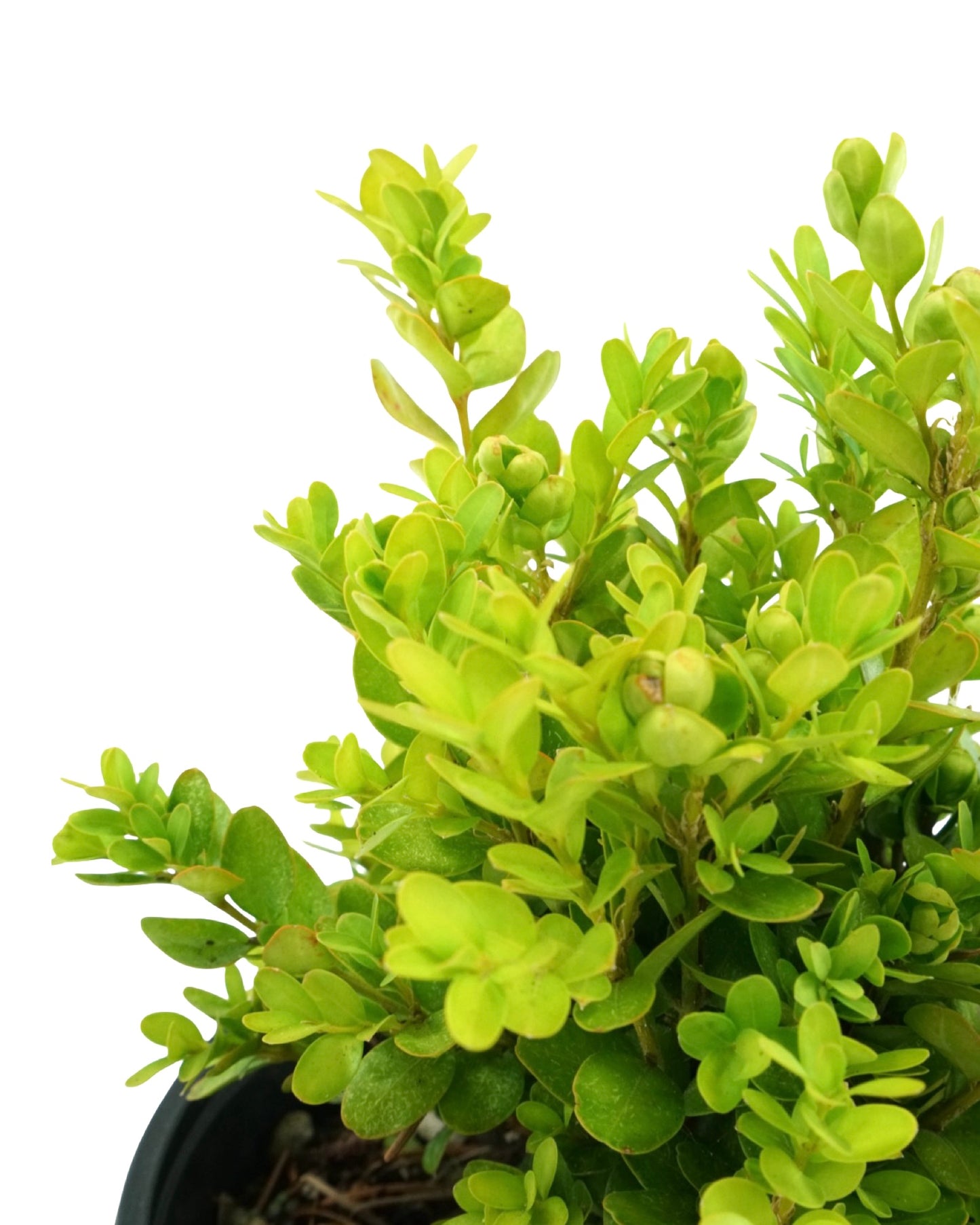 Buxus s. 'Suffruticosa' - The Garden Corner