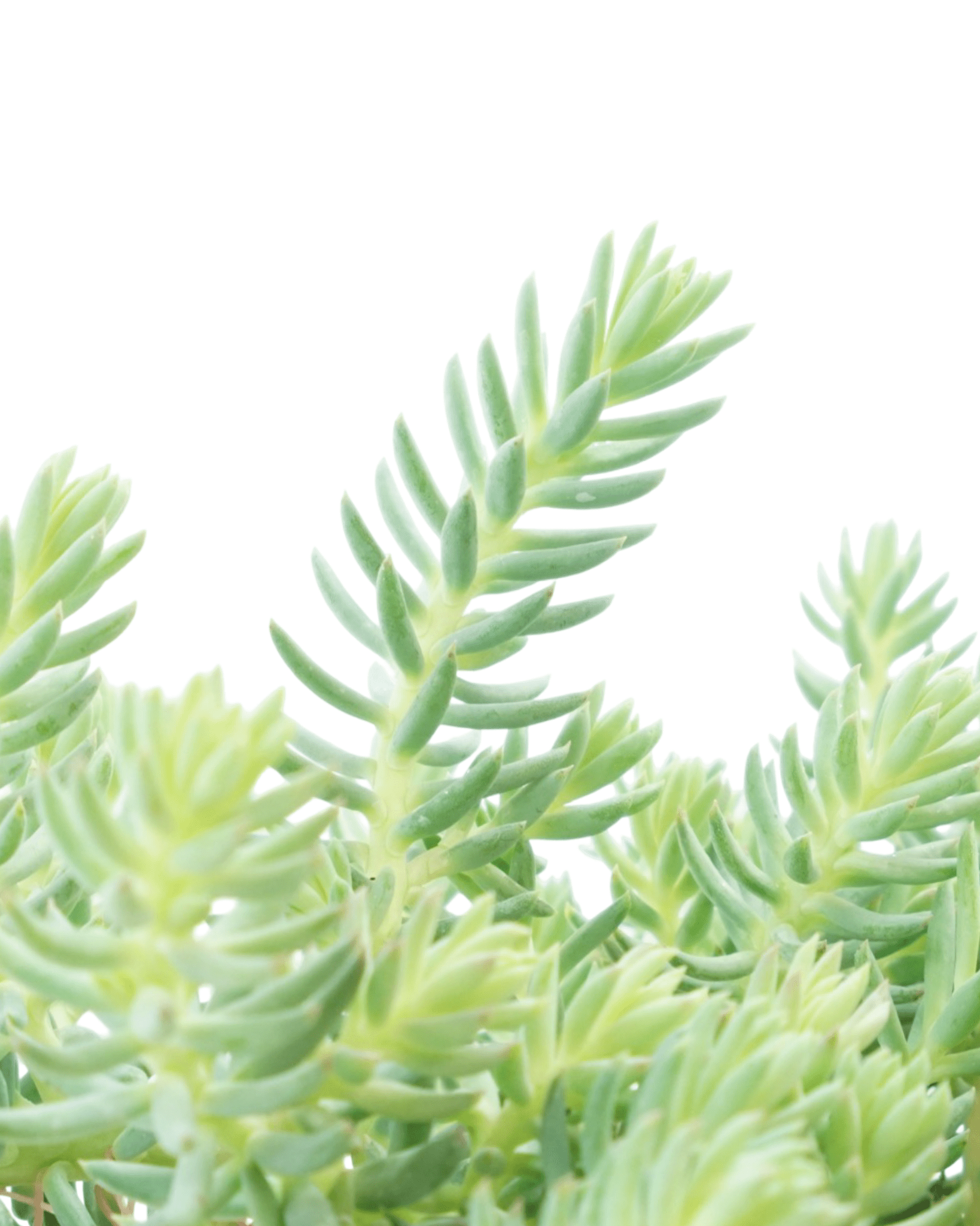 blue spruce succulent Sedum reflexum 'Blue Spruce' – The Garden Corner