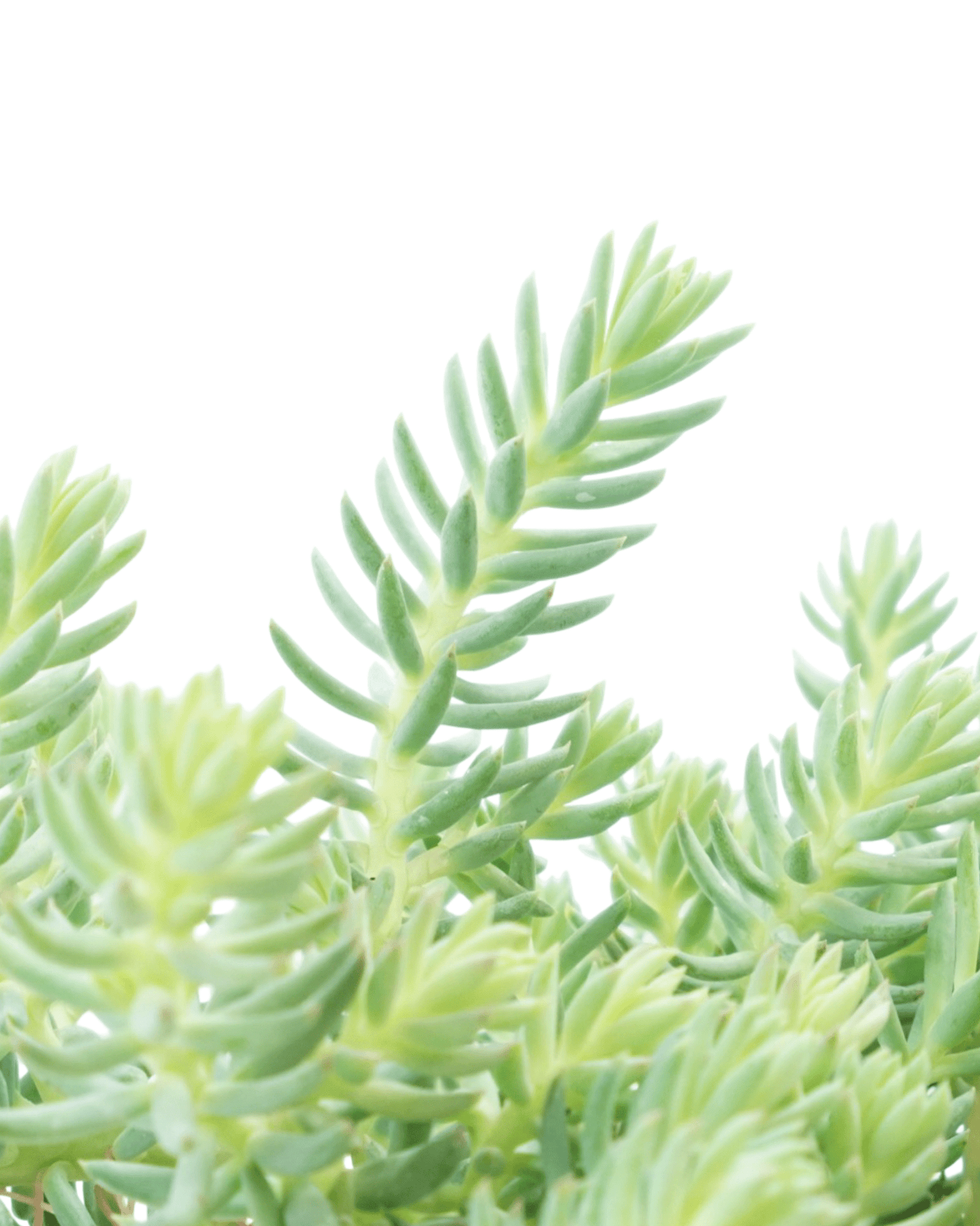 Sedum reflexum 'Blue Spruce' - The Garden Corner