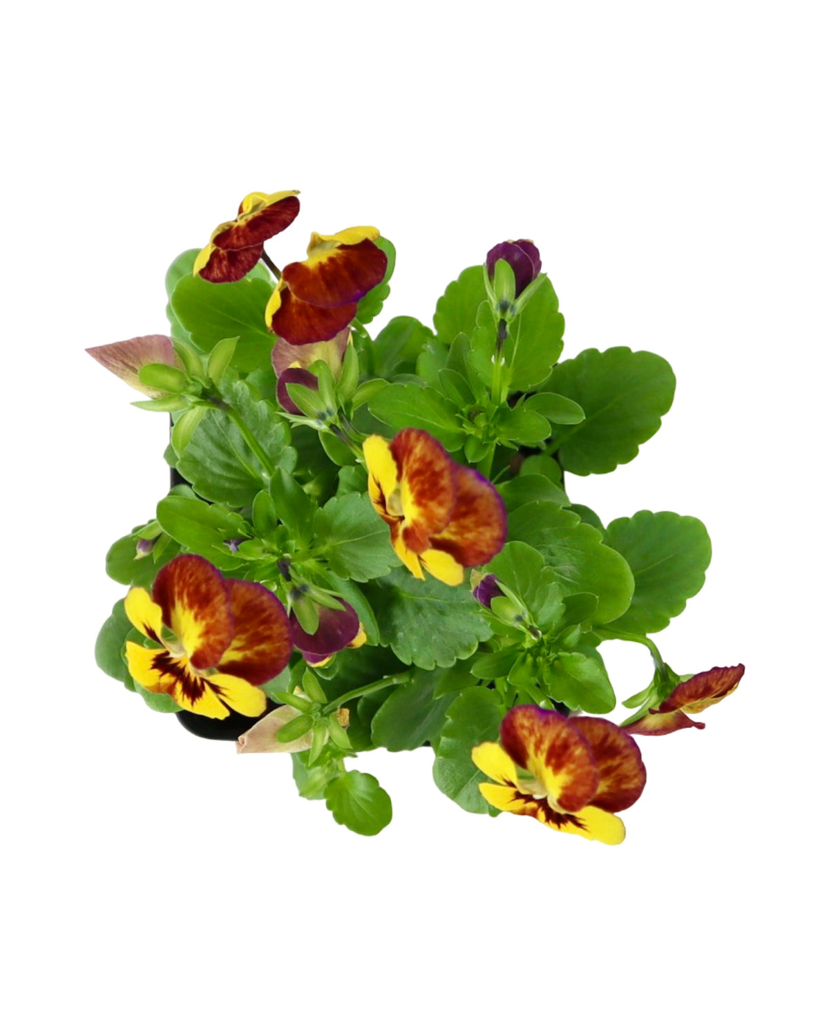 Viola - Seasonal Plant